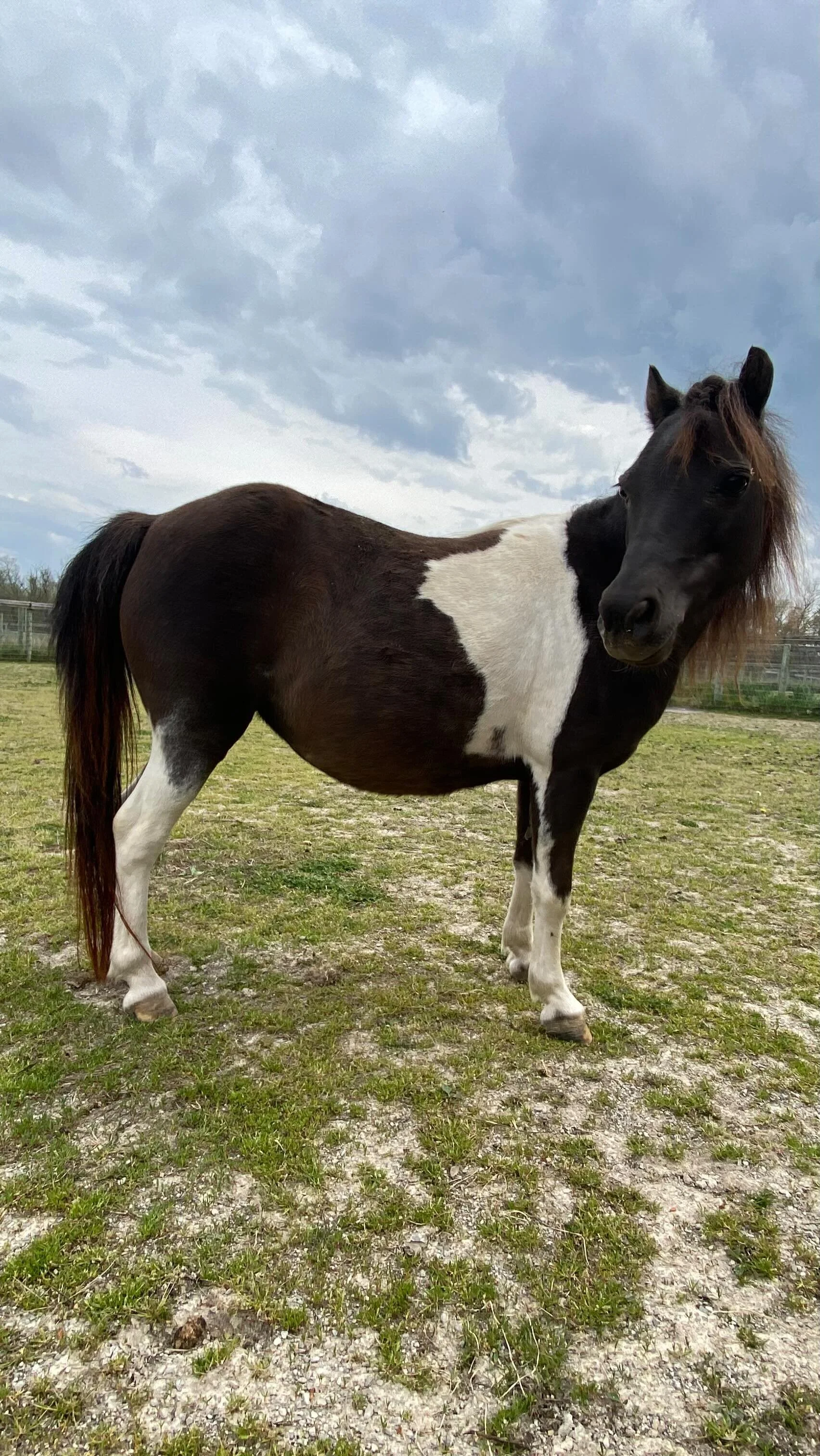 Gallery — The Gifted Equine