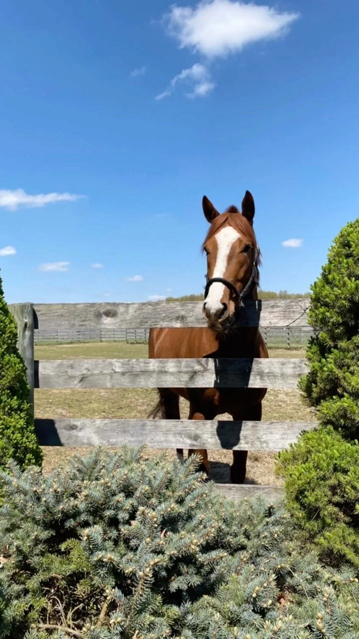 Gallery — The Gifted Equine