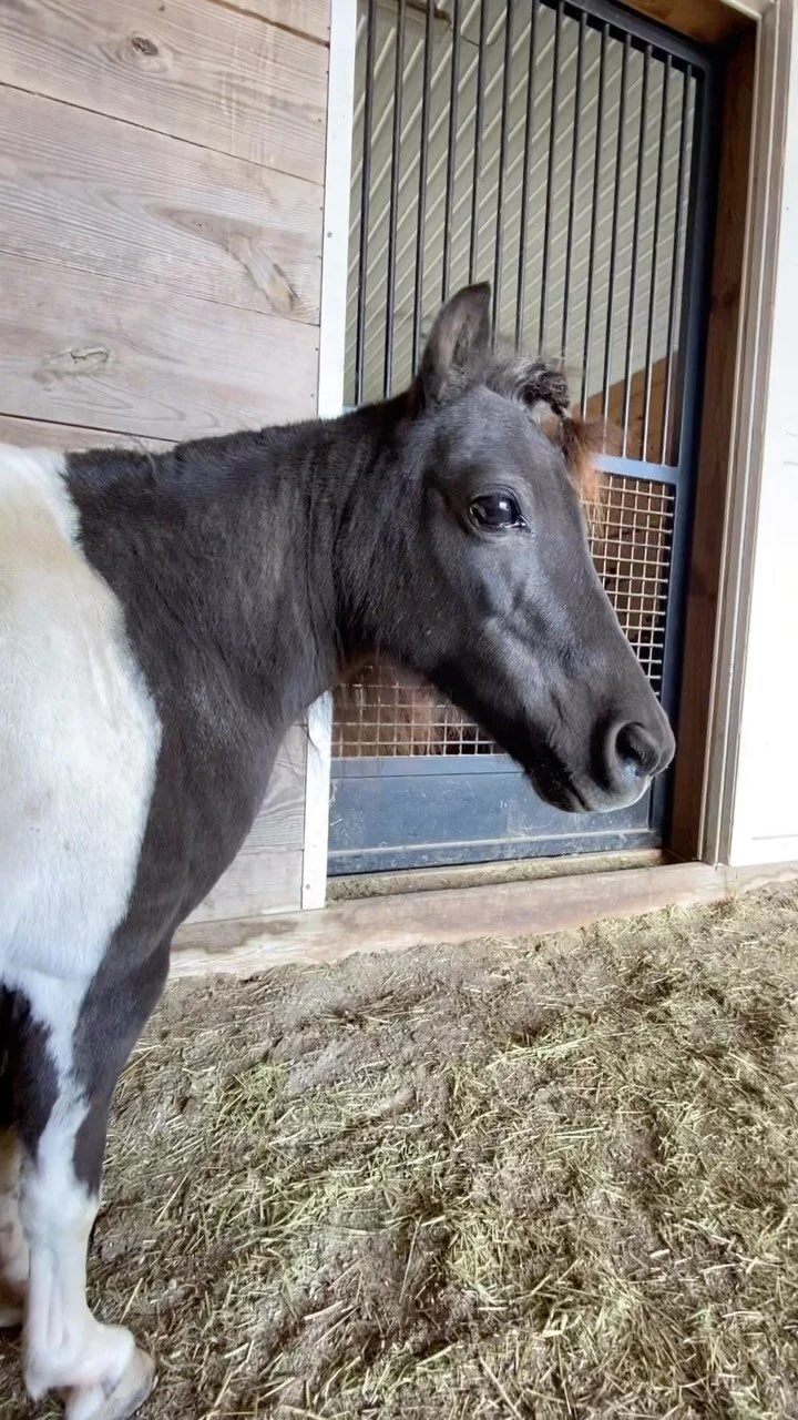 Gallery — The Gifted Equine