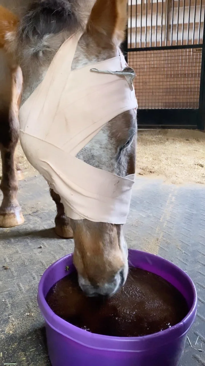 Gallery — The Gifted Equine