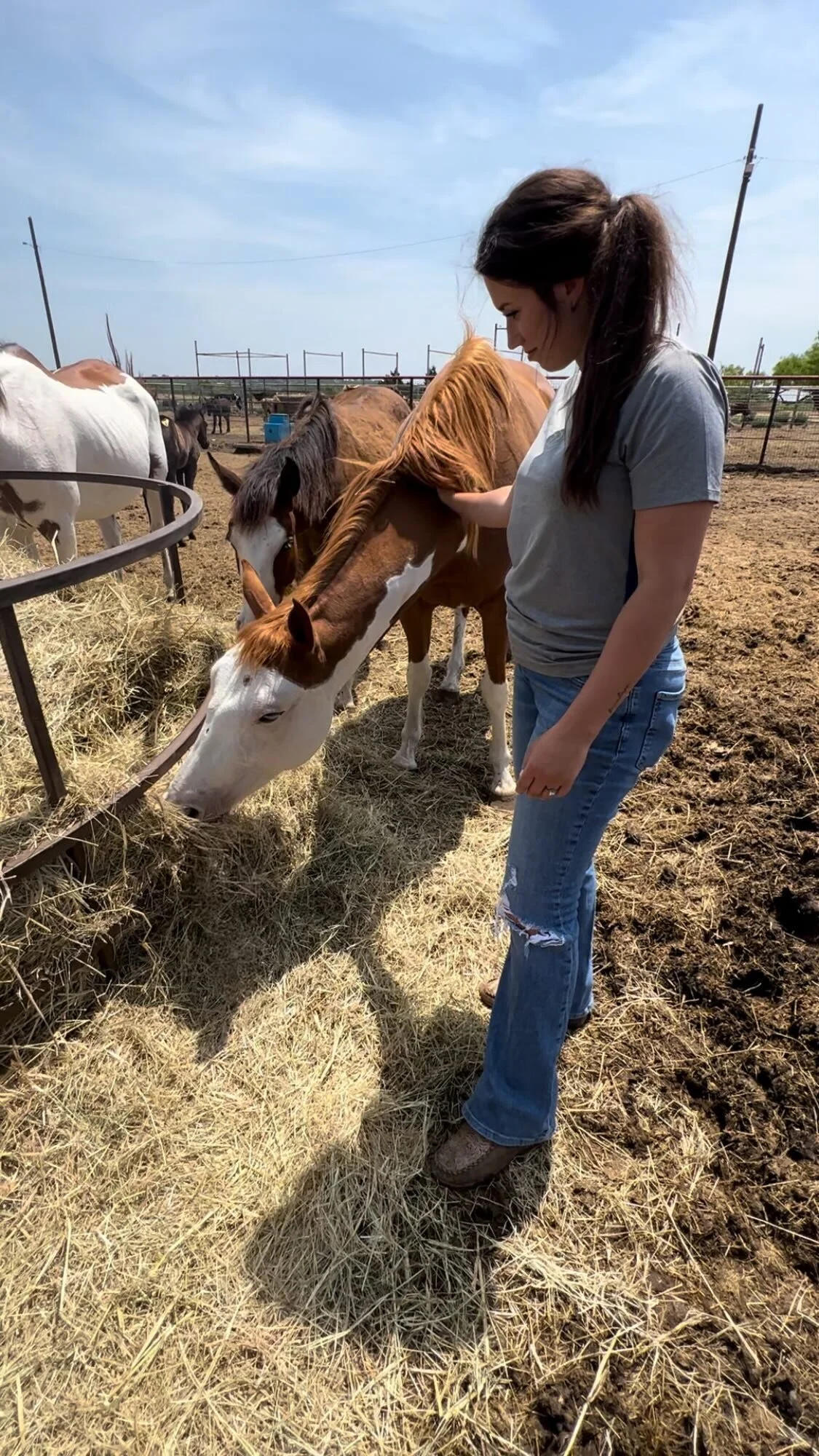 Gallery — The Gifted Equine