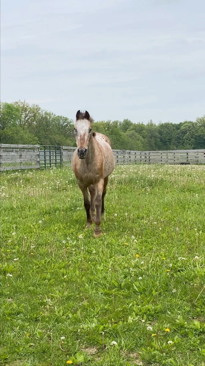 Gallery — The Gifted Equine