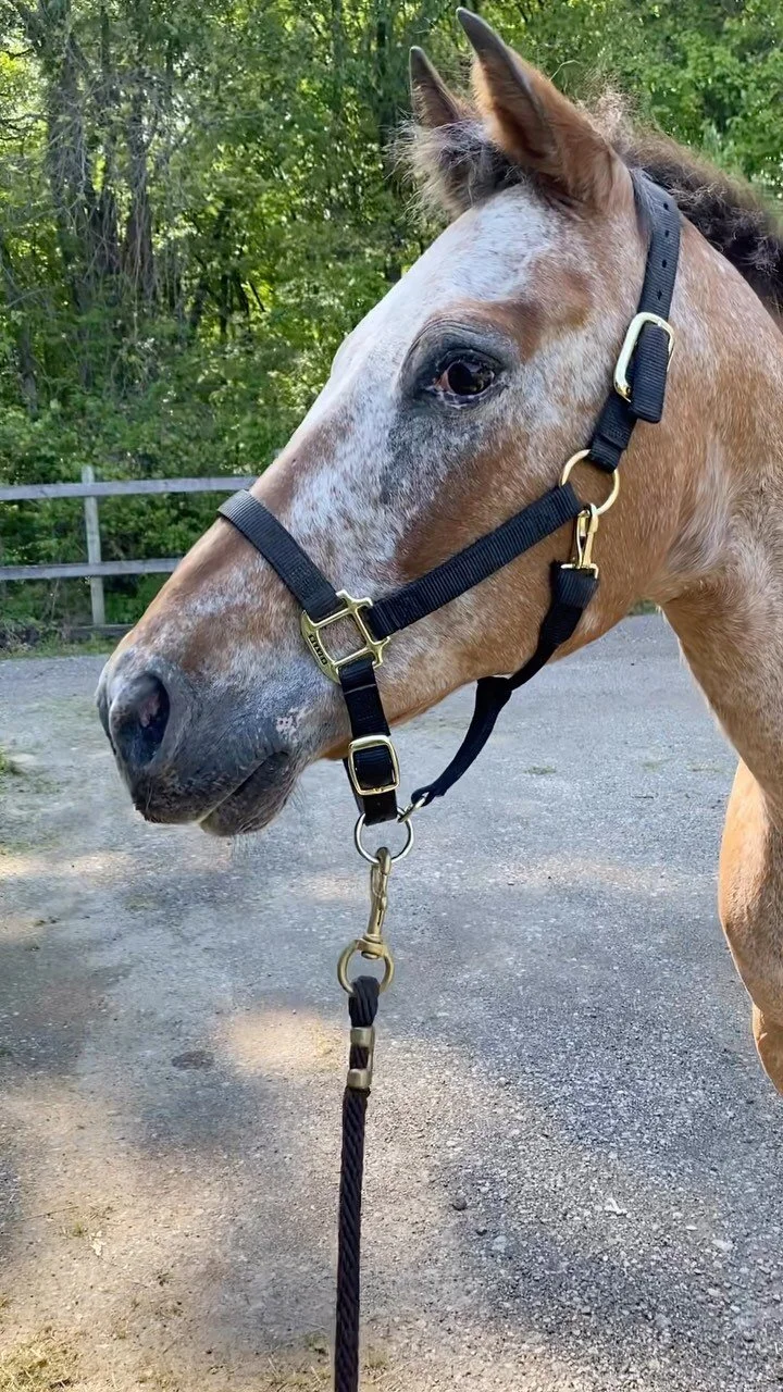 Gallery — The Gifted Equine