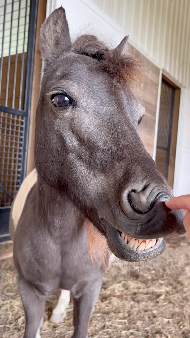 Gallery — The Gifted Equine