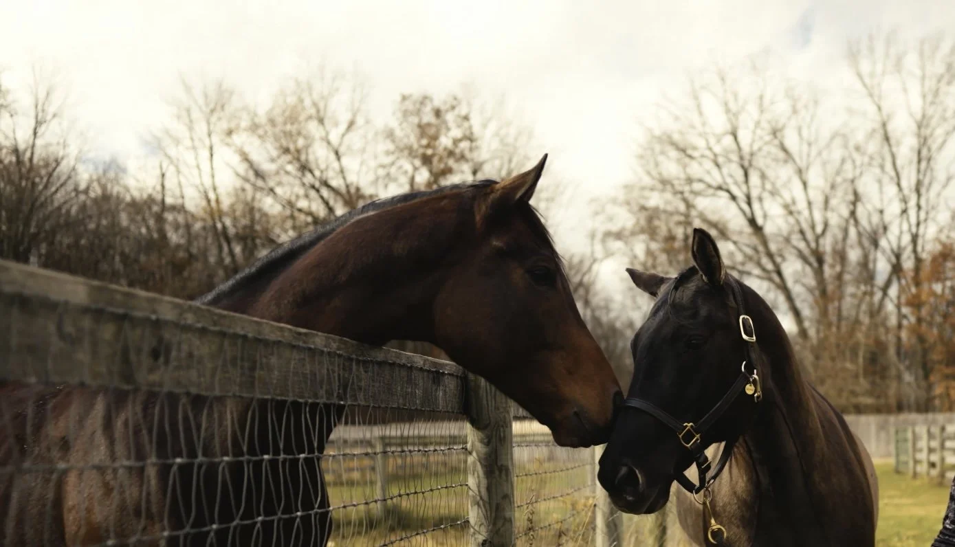 About Us — The Gifted Equine