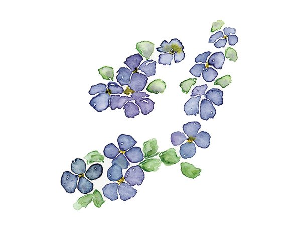 Forget me not cascade.jpg