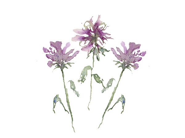 Little Dancing Flowers.jpg