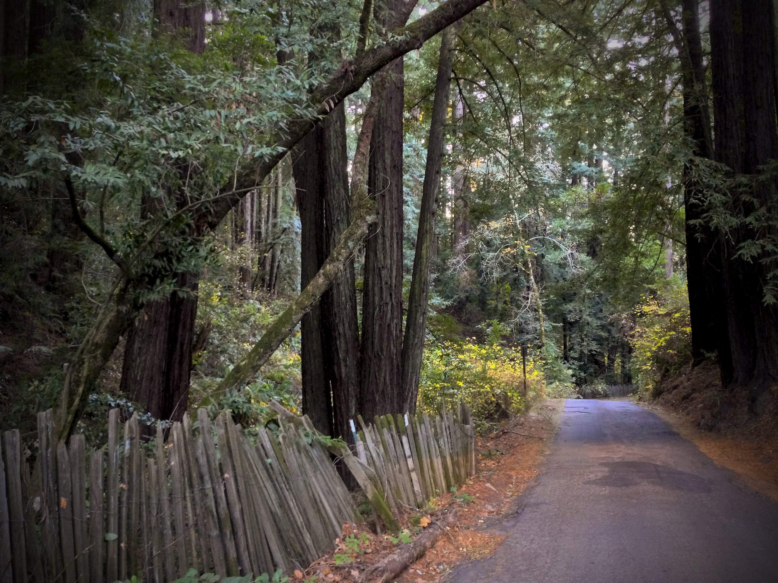 Mountain Road Redwoods.jpg