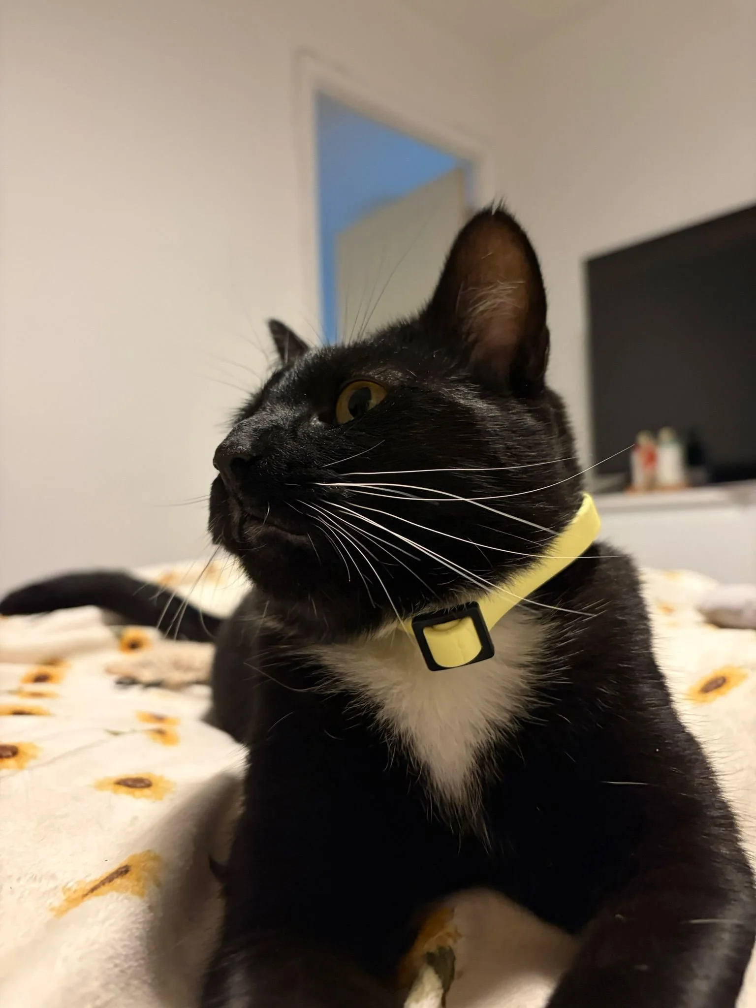 Breakaway cat collar