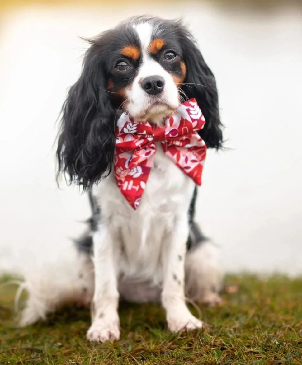 Sailor Bow Wild Wanders