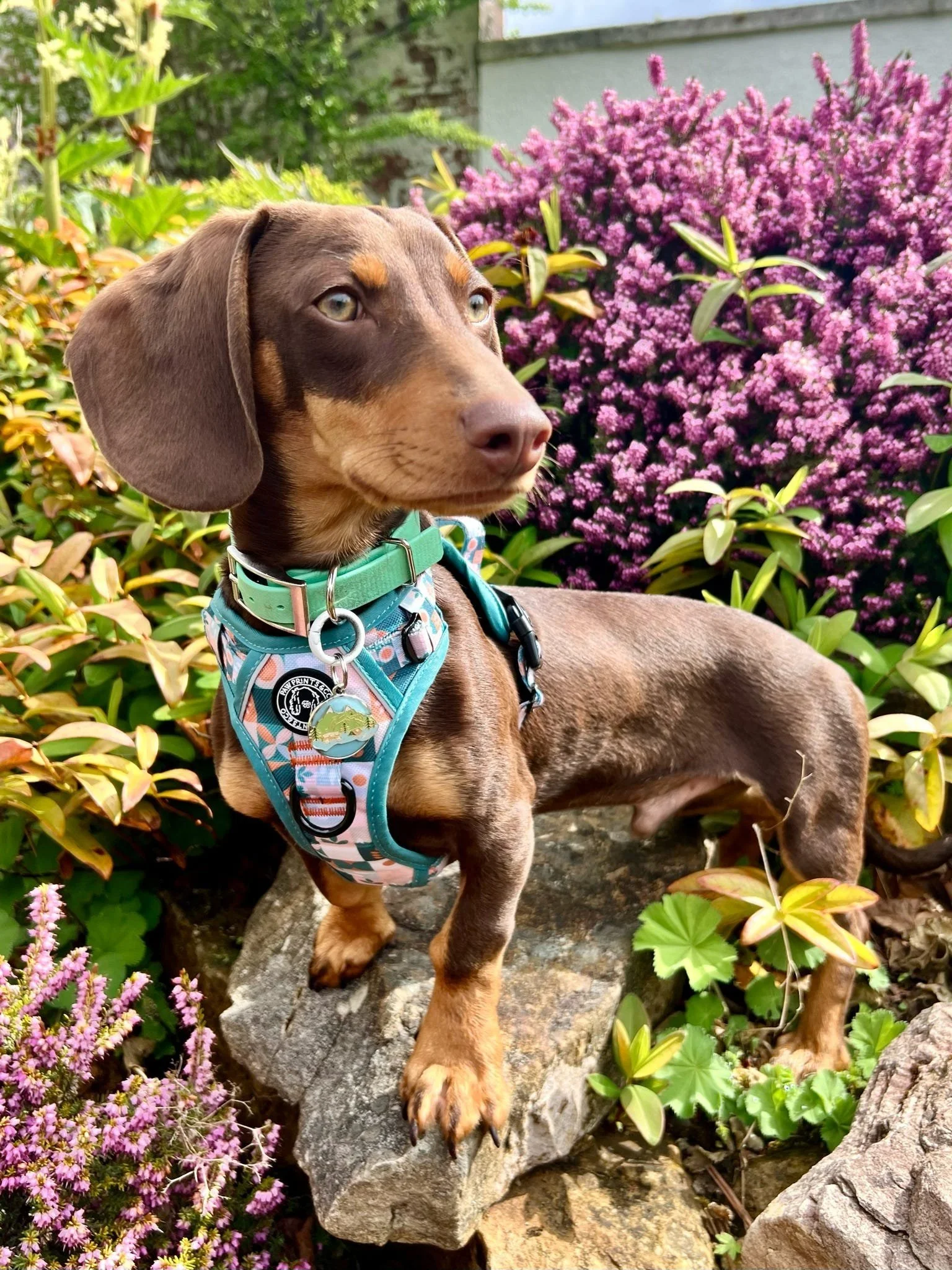 Pebbles Harness
