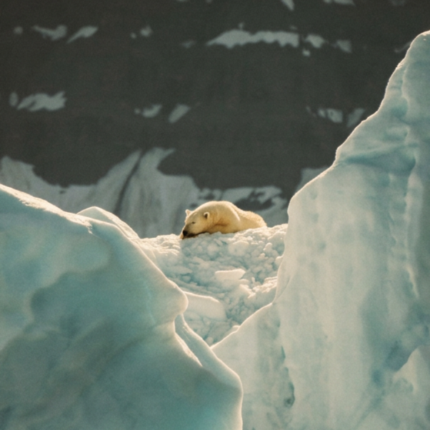 A polar bear cub lying on a snowy ice landscape, surrounded by icebergs, with a dark mountain or glacier in the background.