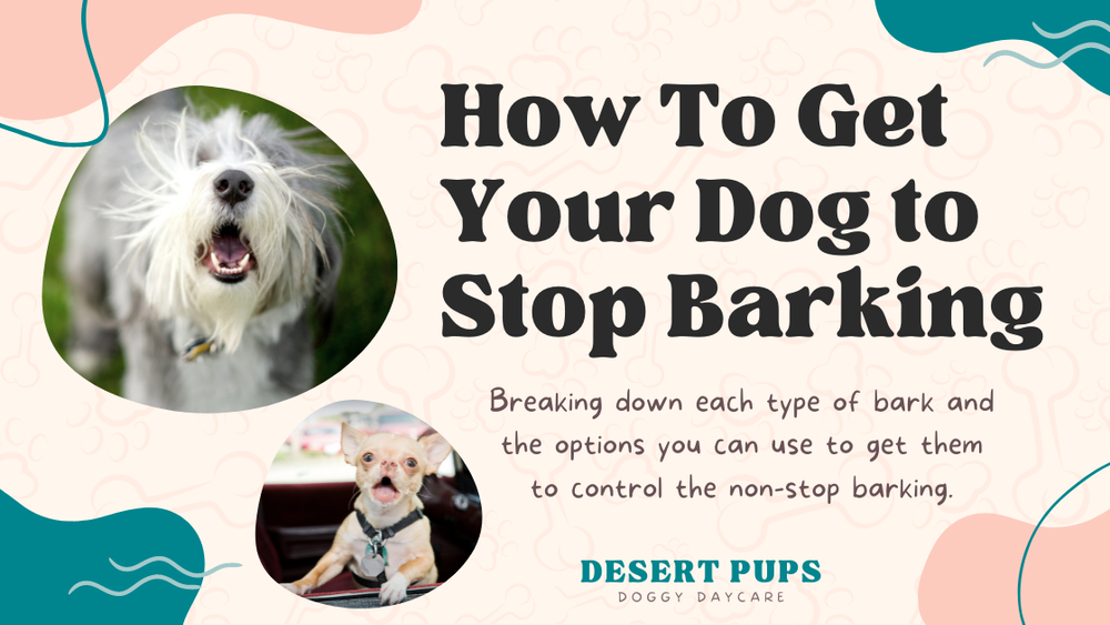 How To Get Your Dog to Stop Barking — Desert Pups