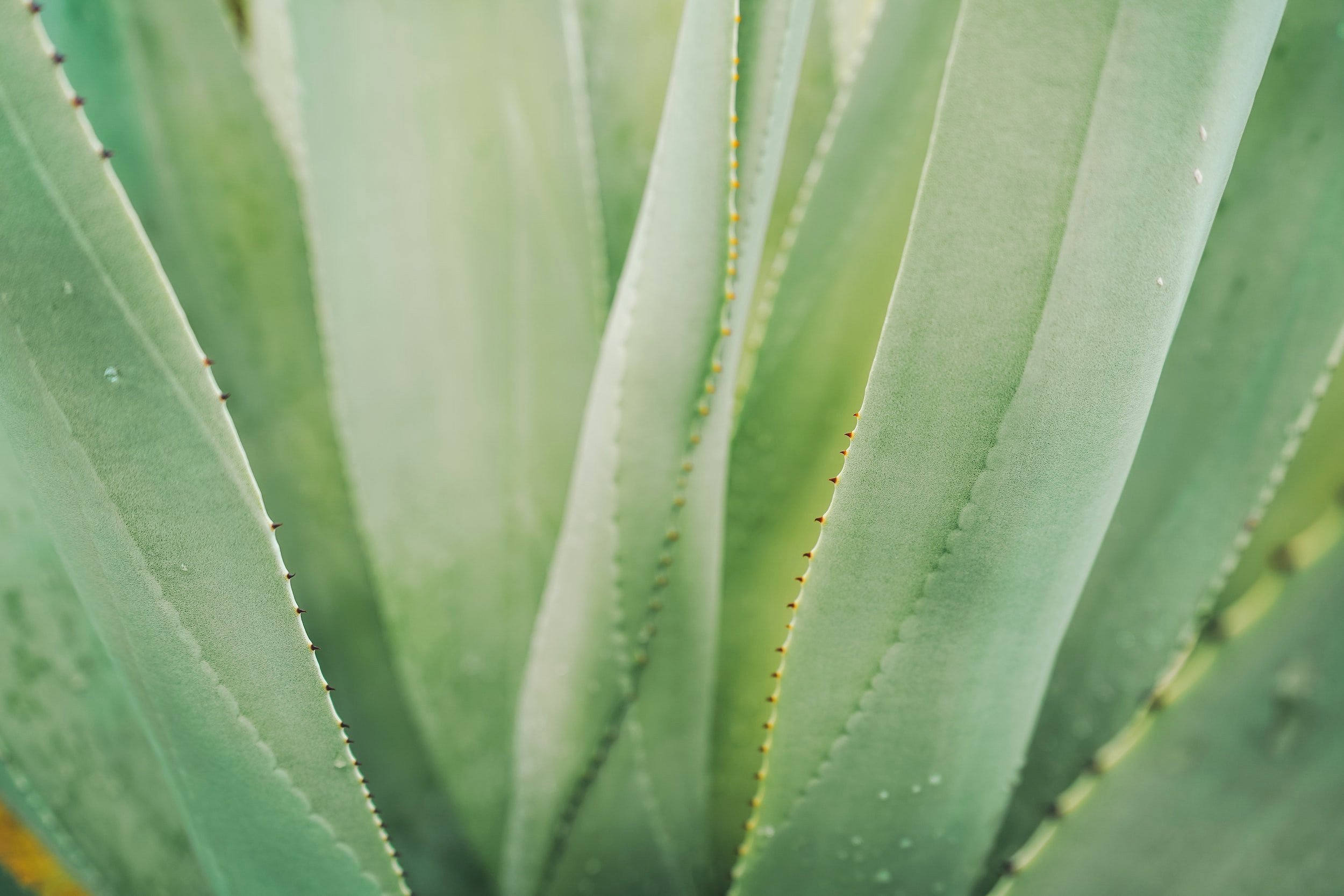 unsplash-image-iqbk5e3evrc.jpg