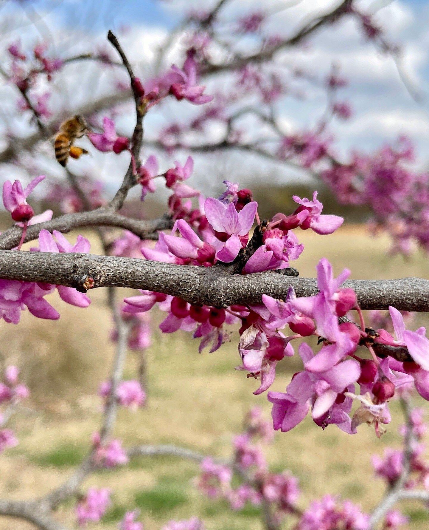 One of our favorite ornamental trees is Texas redbud, an iconic early spring bloomer! Because of the unseasonably warm temperatures, spring is arriving early this year and with that the bare limbs of redbuds are bursting with fuchsia blooms.