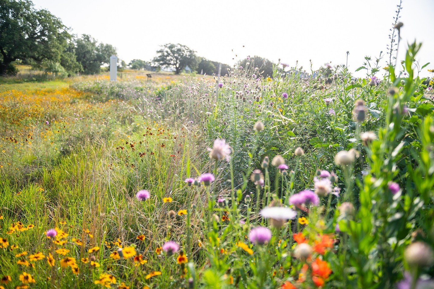 In celebration of spring rains and this beautiful Central Texas wildflower season, we&rsquo;re enjoying the progress of the prairie restoration at Horseshoe Bay Nature Park. ⁠
⁠
We were proud to lead the design development and construction of this ne