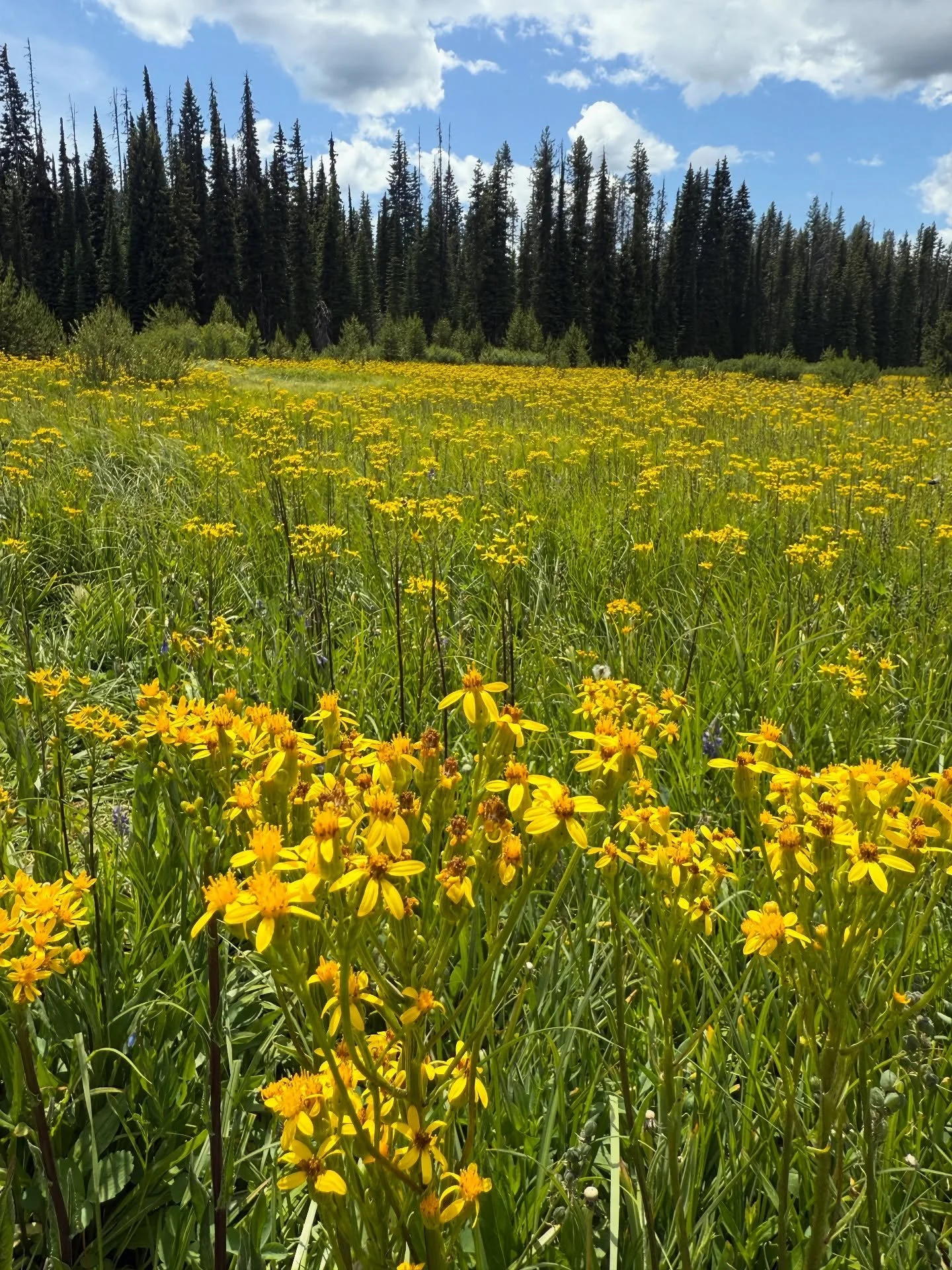 While exploring the border of Montana and Idaho this summer, Sarah and Laura visited Clearwater National Forest&rsquo;s historic Packer Meadows, which at approximately 5,200 feet in elevation was in full bloom! They spotted arrowleaf groundsel (Senec