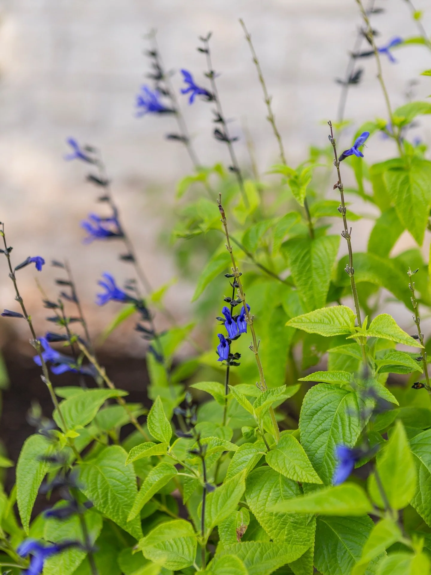 Black and blue sage (Salvia guaranitica 'Black and Blue'), one of our favorite salvia cultivars, features deep cobalt blue flowers and is also a nectar plant that is highly sought after by pollinators!

Photo by Brittany Dawn Short  @brittanydawn