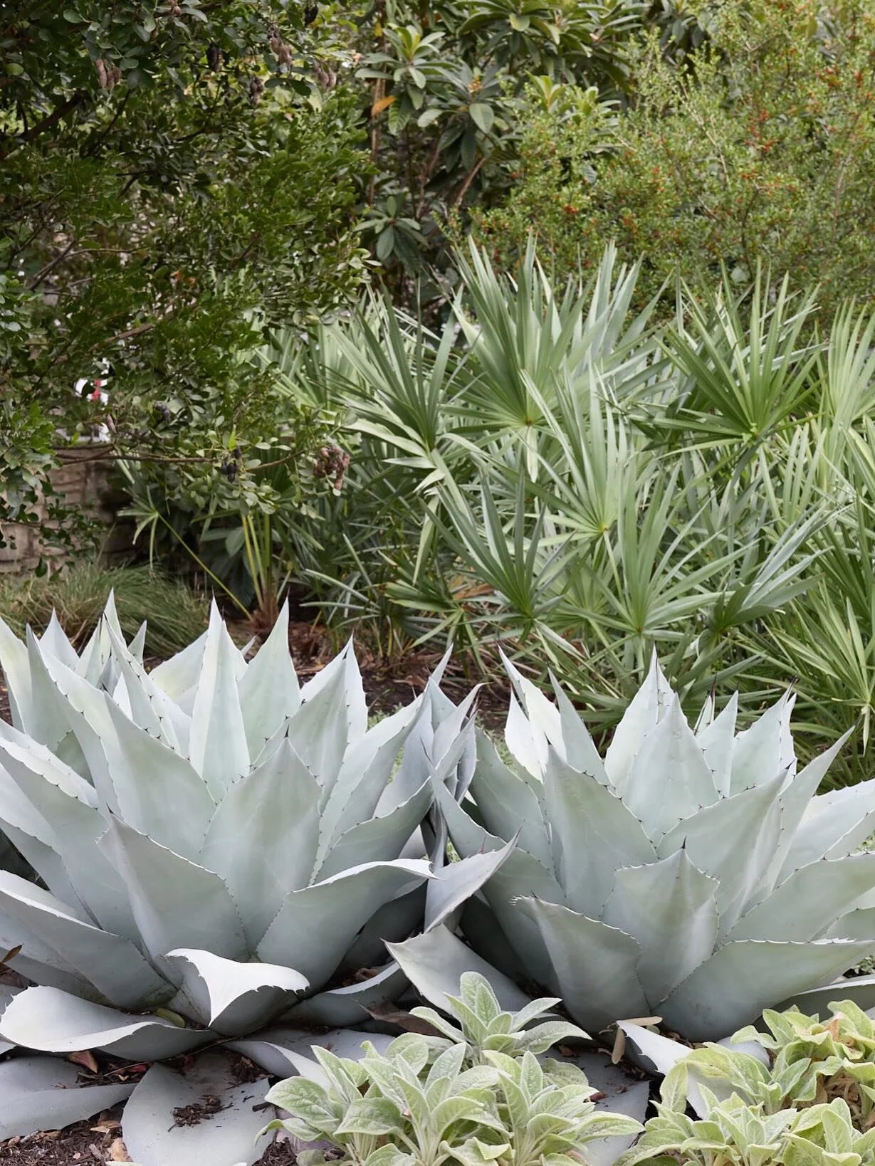 We&rsquo;re delighted to announce that our friend Pam Penick - local garden writer, photographer and the well-known voice behind the blog &lsquo;Digging&rsquo; - will be at Belmont Parkway for an author appearance and book signing at the Travis Count