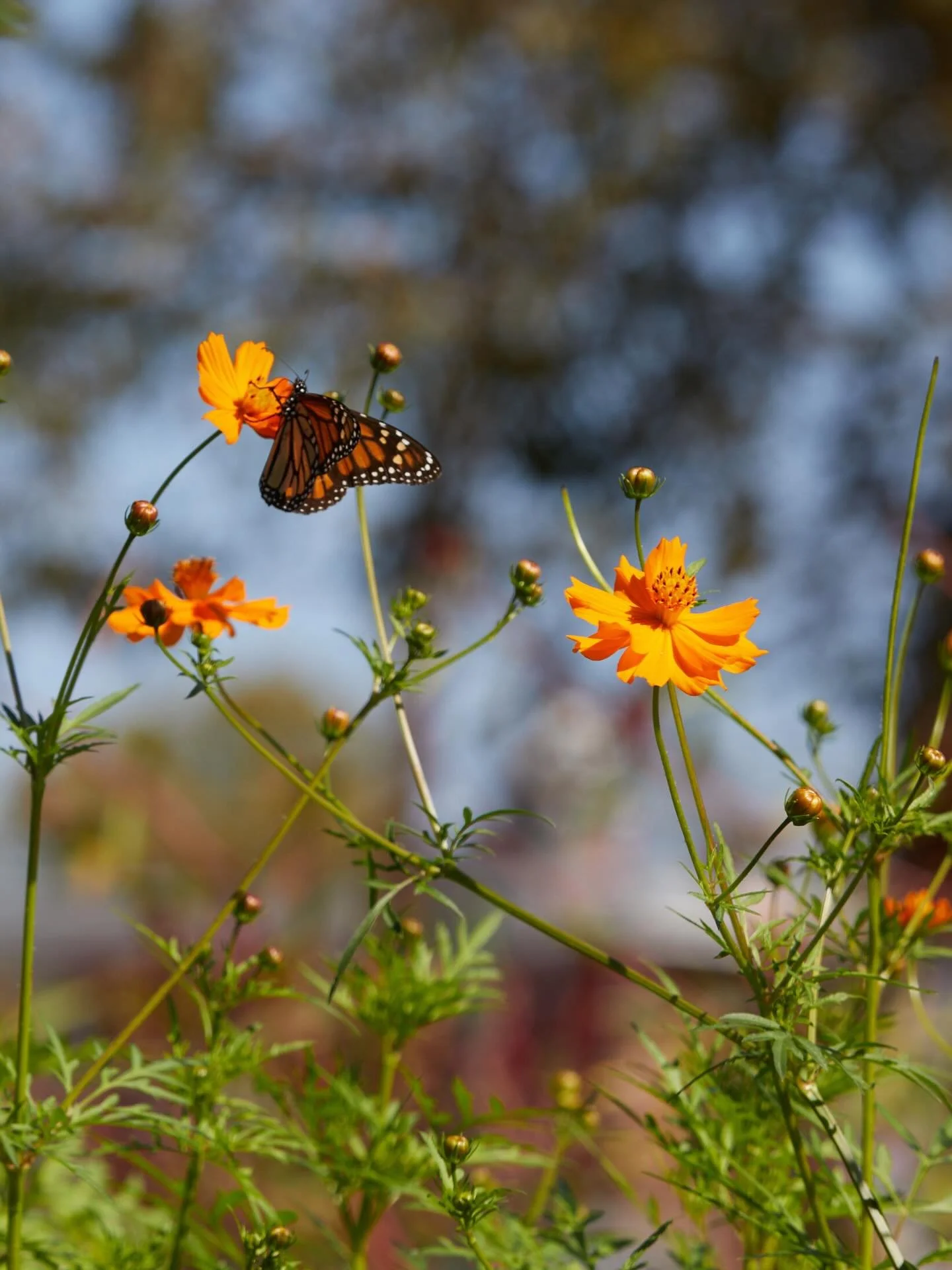 Over the last few years, we&rsquo;ve been proud to support The Garden Conservancy as the volunteer Regional Ambassador for Travis County, following in the footsteps of previous ambassadors including James David, Patrick Kirwin and Casey Boyter. It ha