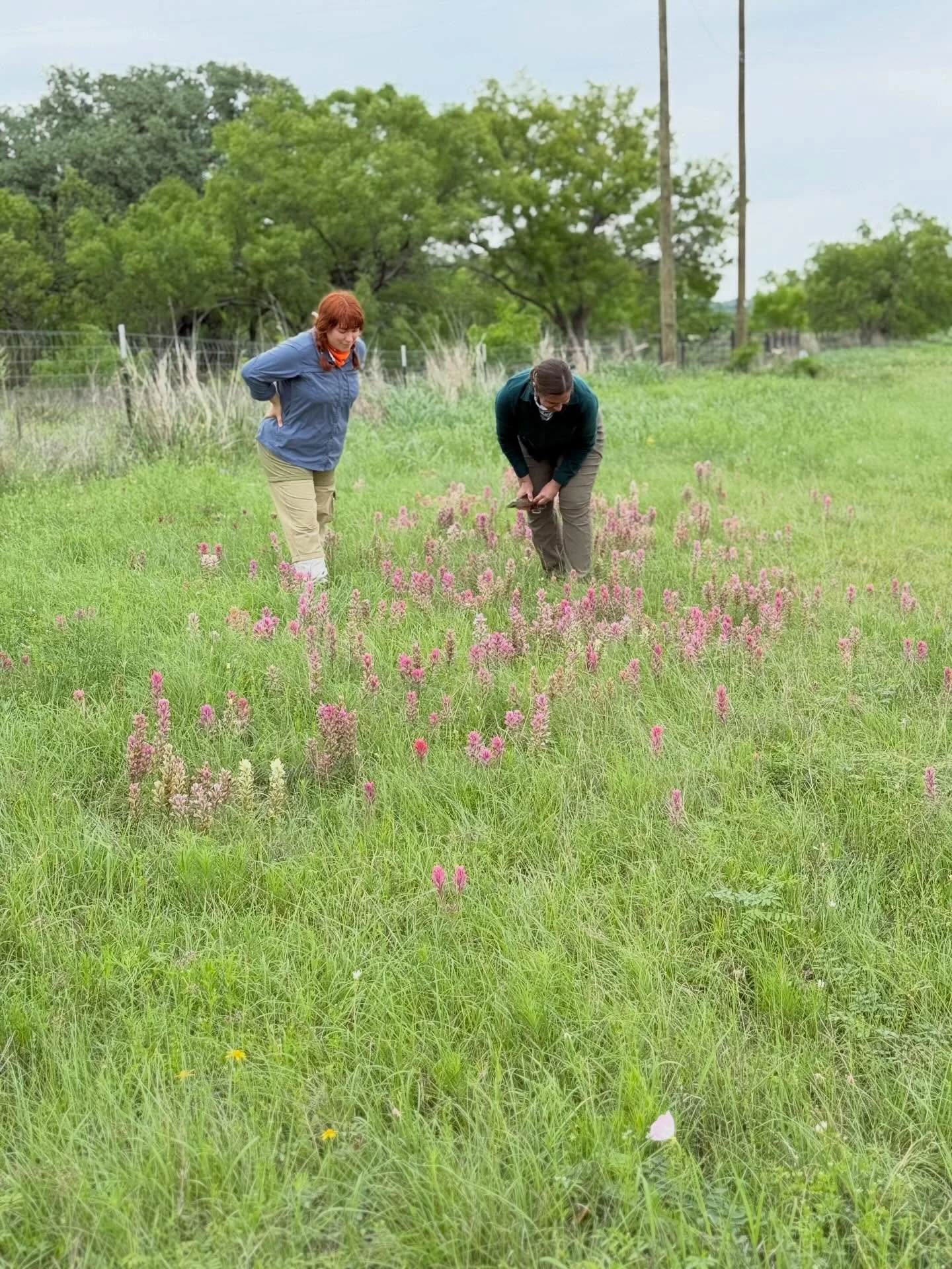 Happy Spring and Texas Wildflower Day - two things we always love celebrating! 

We recently came across a beautiful range of color variations in Prairie Paintbrush (Castilleja purpurea) on a ranch in Brown County, and it&rsquo;s a reminder of just h