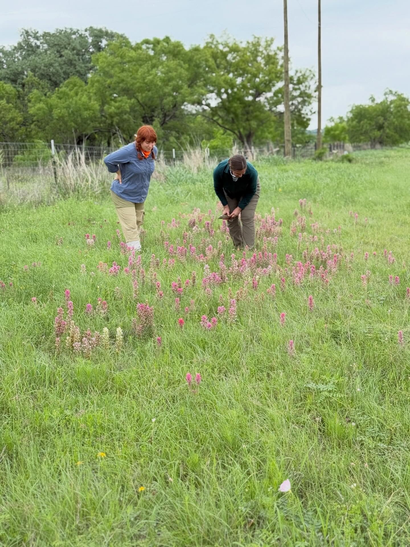 Happy Spring and Texas Wildflower Day - two things we always love celebrating! 

We recently came across a beautiful range of color variations in Prairie Paintbrush (Castilleja purpurea) on a ranch in Brown County, and it&rsquo;s a reminder of just h