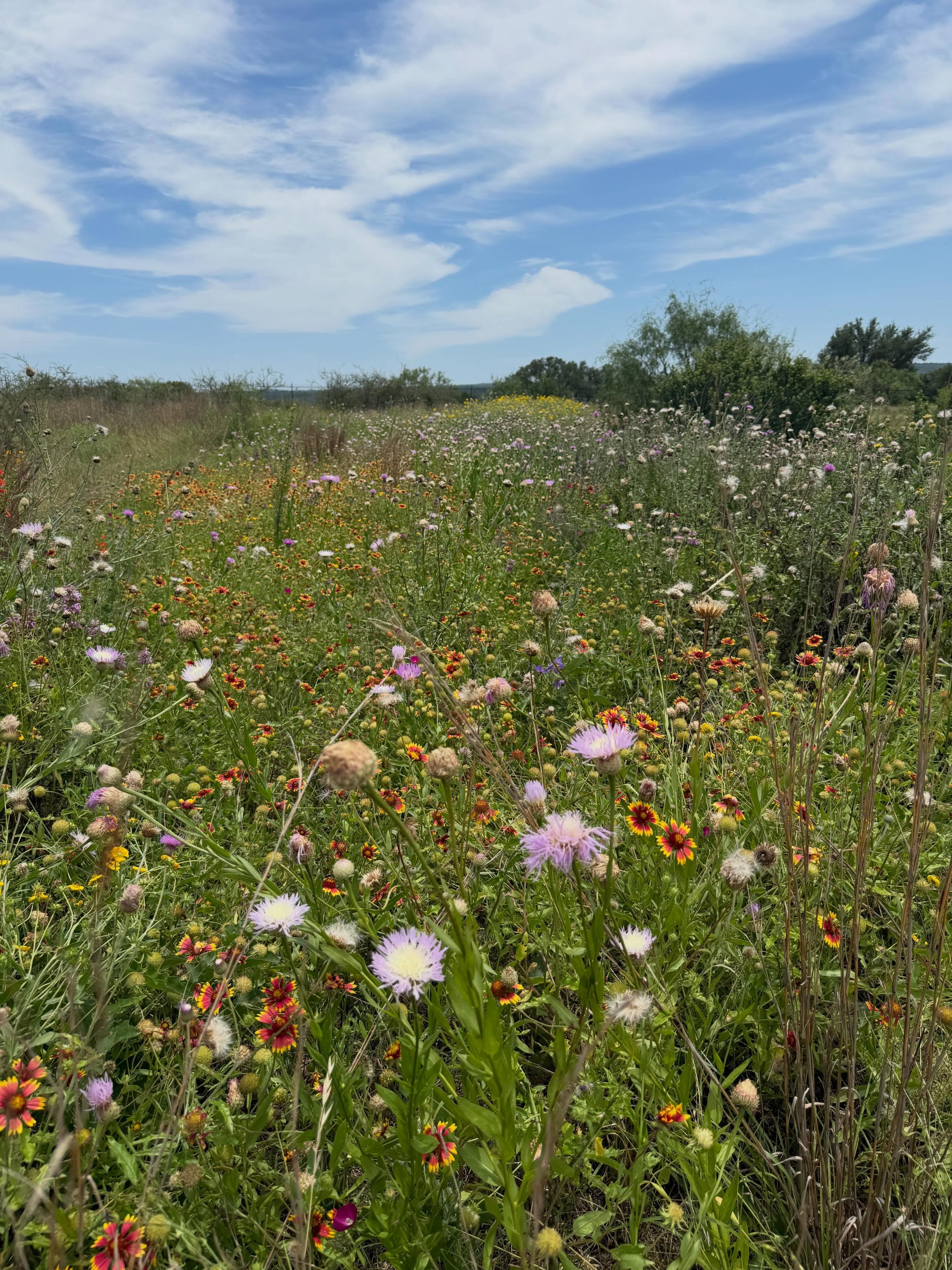 We stopped by one of our favorite projects, Horseshoe Bay Nature Park, in late May and were thrilled to see the blooms brought on by the spring rains!