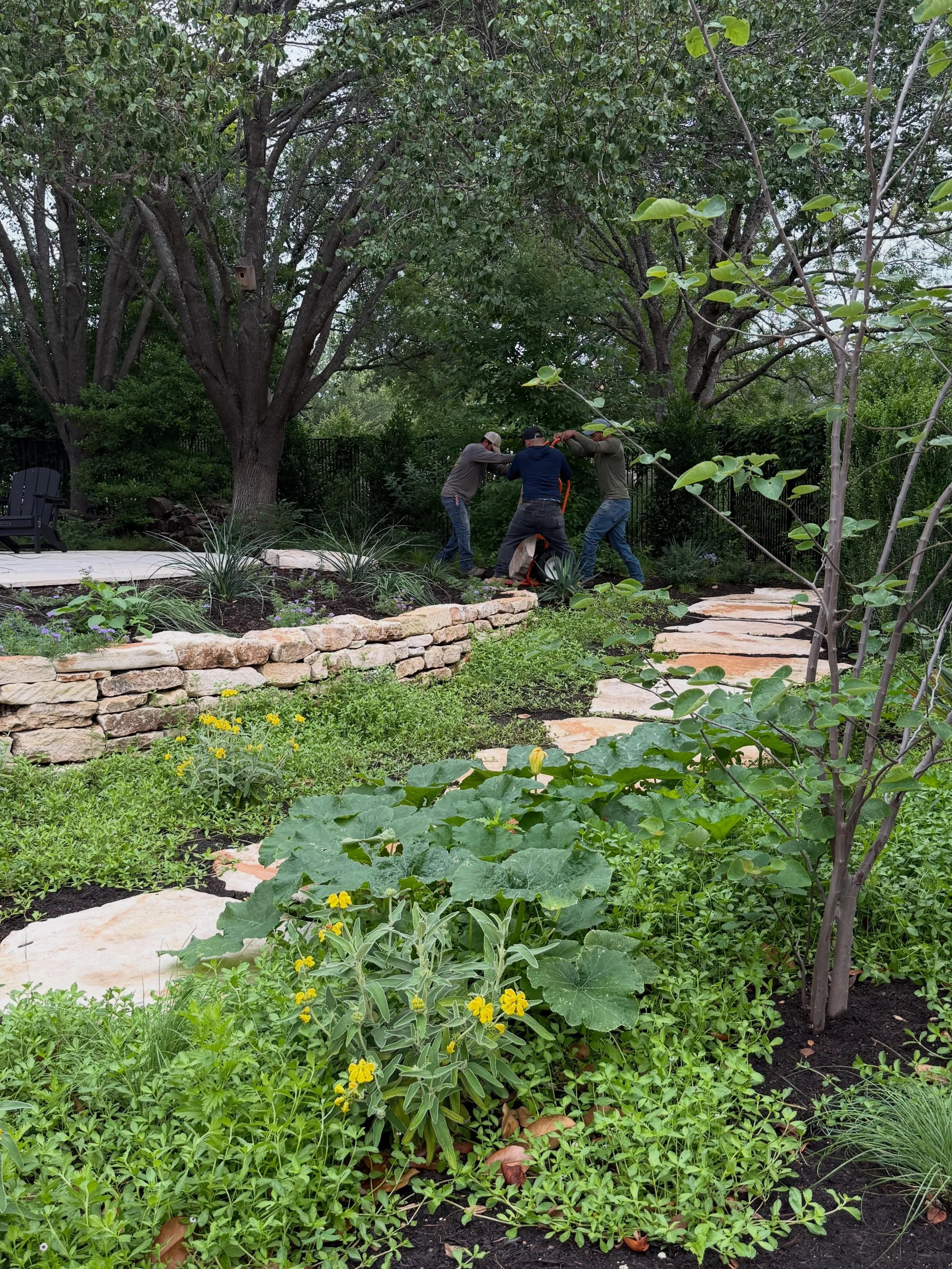 We just finished the third phase of a residential landscape renovation in West Lake Hills and are excited to see this beautiful property come to life. The recent summer rains have transformed the garden, bringing fresh growth and vibrant color just a