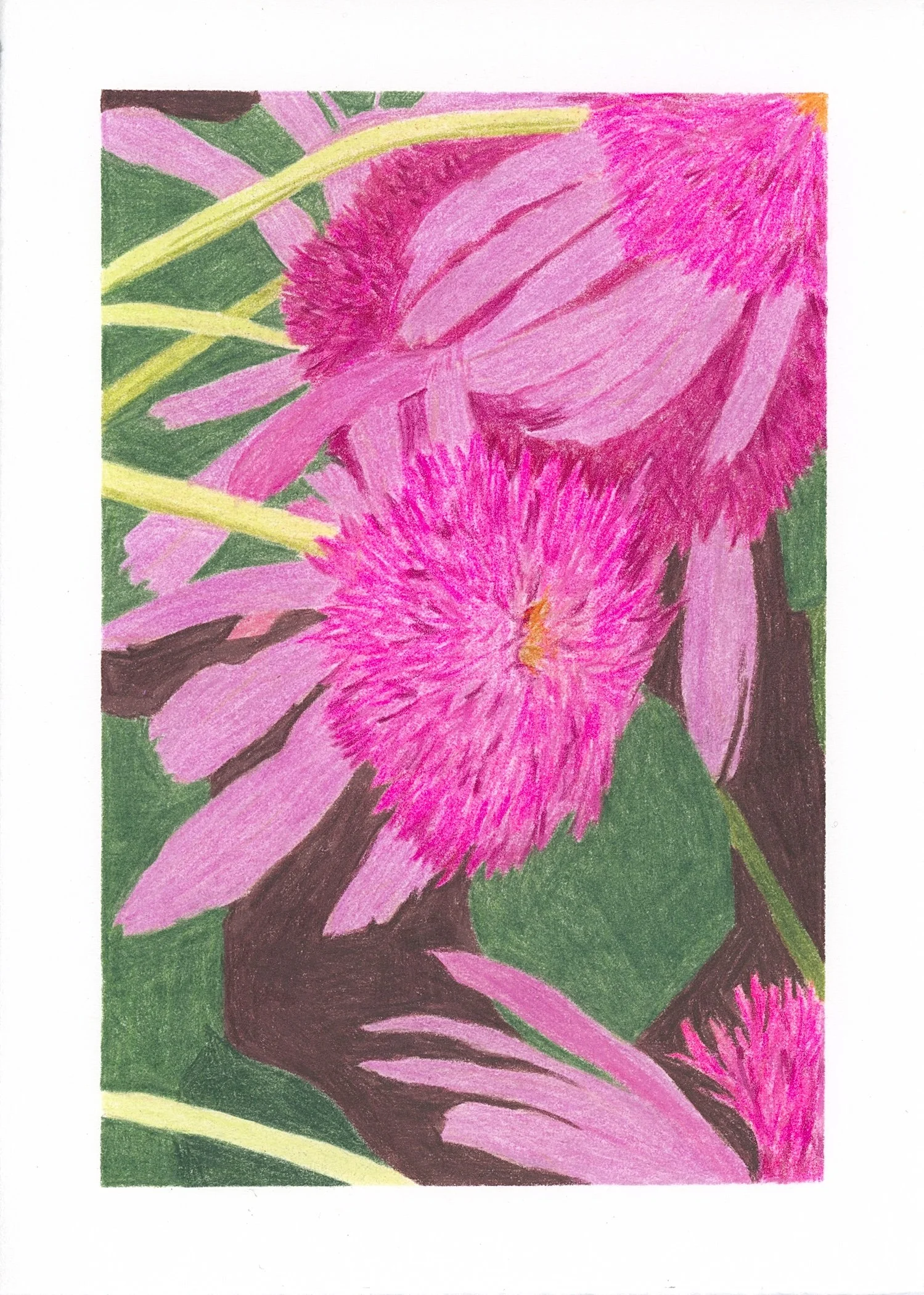 Pink Pom Pom Balm Scan.jpg