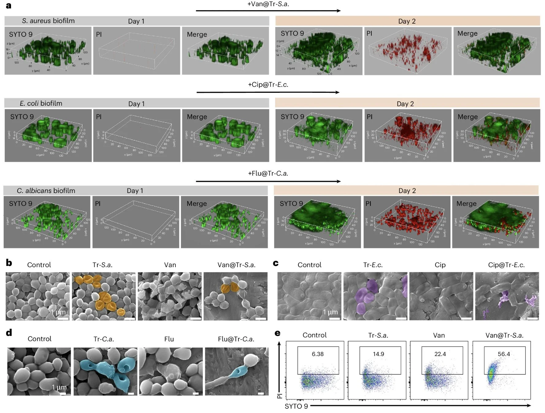 《Nature Biomedical Engineering》: Chemically modified and inactivated bacteria enable intra-biofilm drug delivery and long-term immunity against implant infections