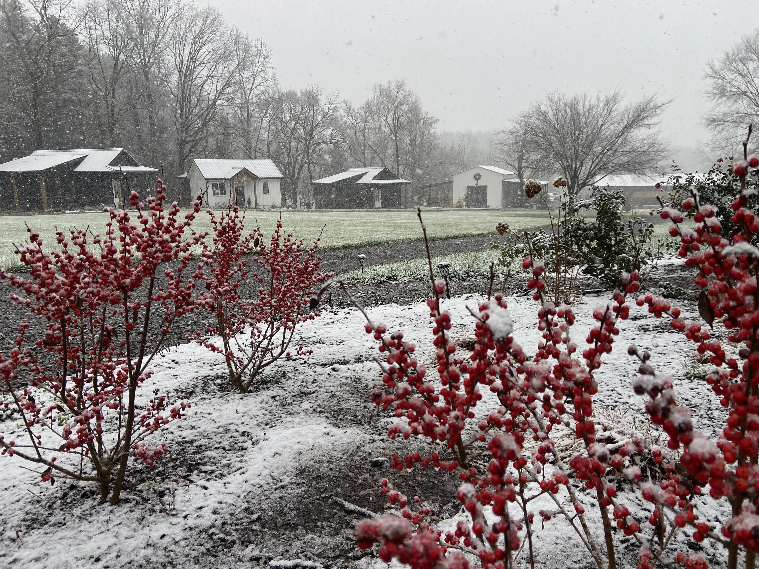 Snow-covered landscape with red berry bushes and trees, small houses in the background.