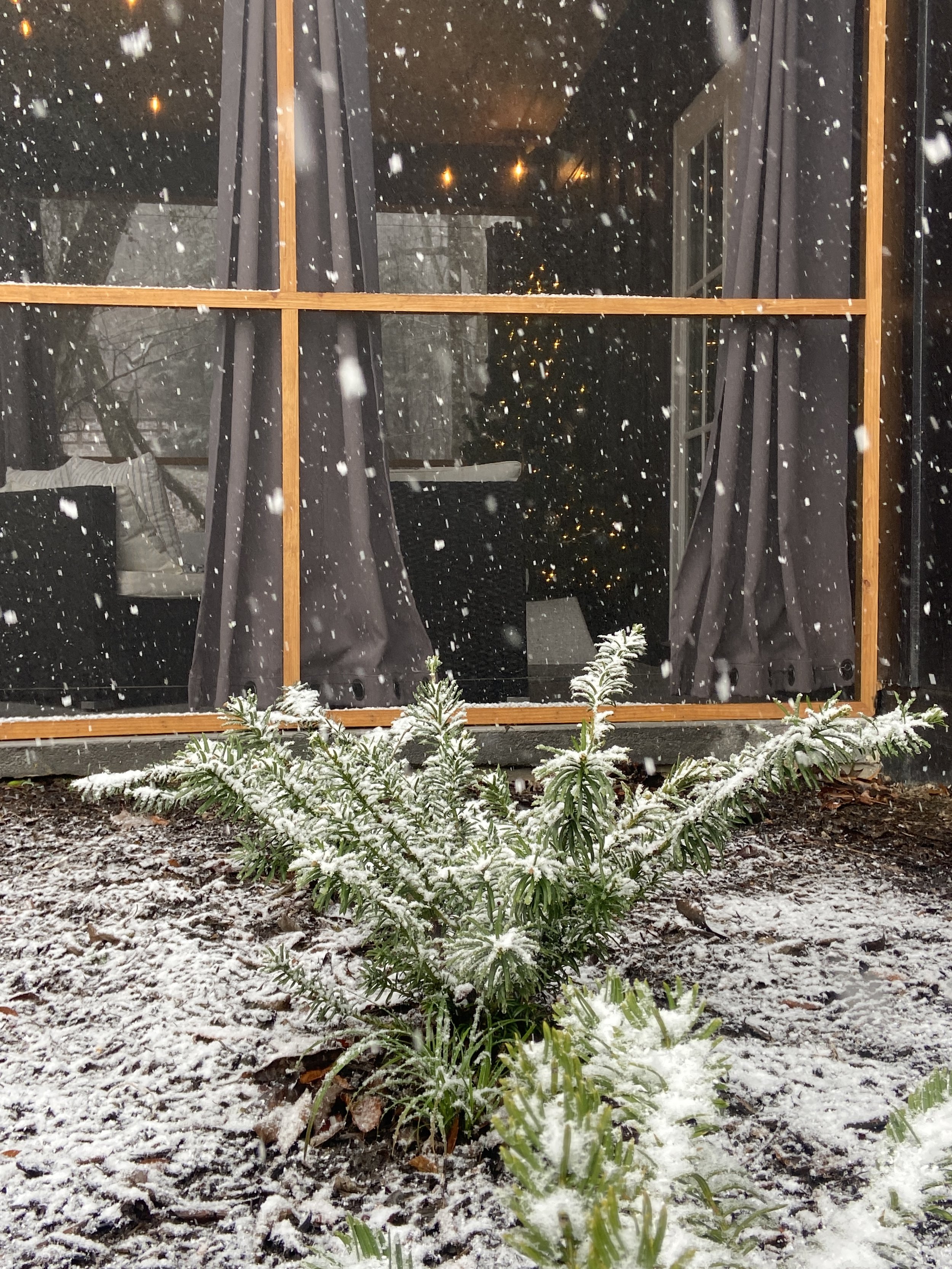 Snow-covered plant in front of a window with curtains, snowflakes falling.