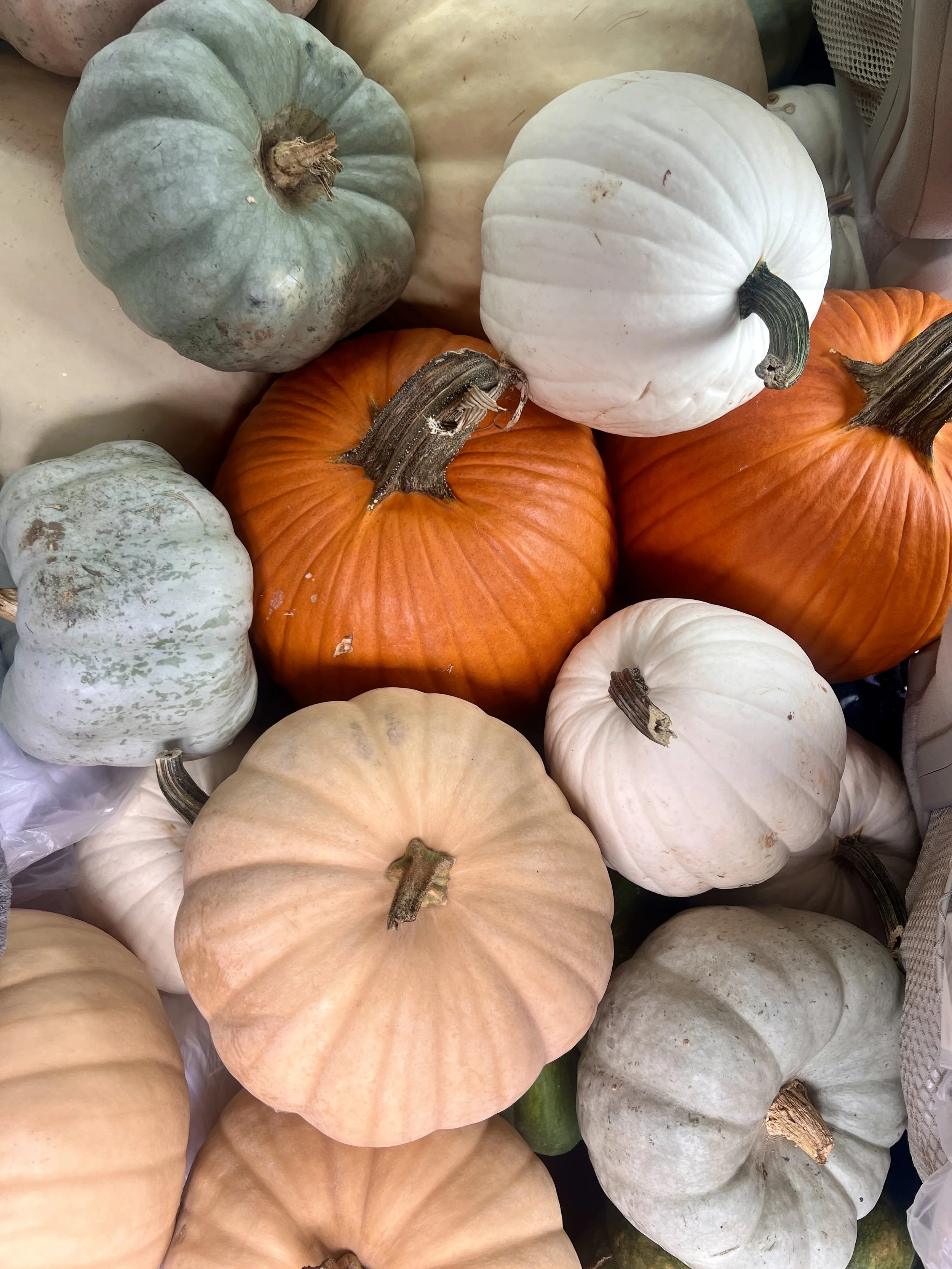 A variety of pumpkins and gourds, including orange, white, and light green, stacked together.