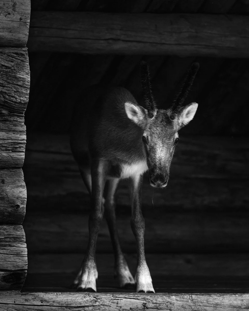 Reindeer. The original dweller. 
.
.
.
#lapland #finland #animalphotos #poro #reindeer #el&auml;inkuvaus #cuteanimal #canonnordic #canon