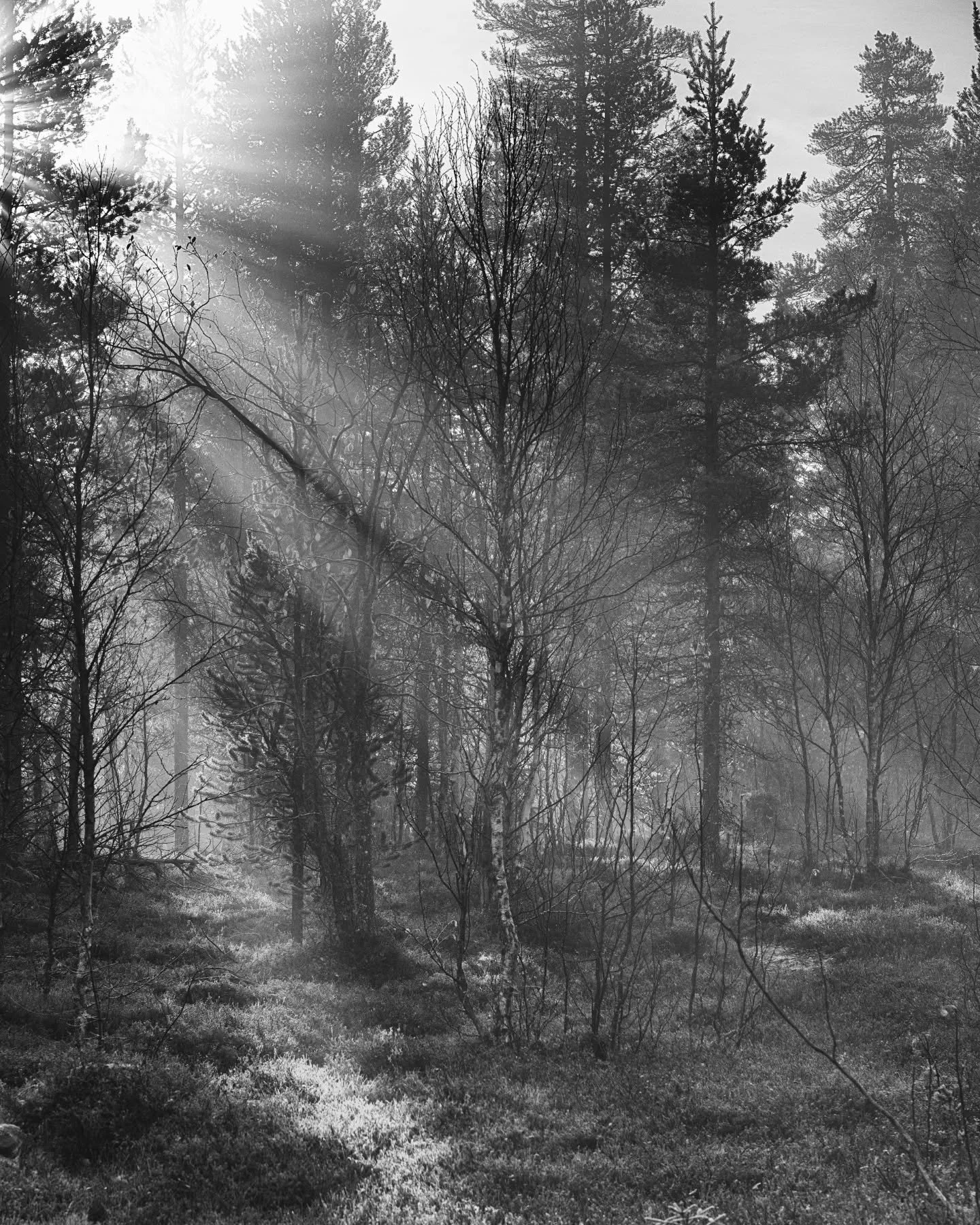 Lokakuu/October 🩶. One of my favourite months, when the world is naturally black and white.
.
.
Few random photos ( #finland).
.
#pixelsbyeva #october #lokakuu @bnw_experimentalism #bnw_finland #bnwmood #masters_of_darkness #mustavalkoinen #maisemak