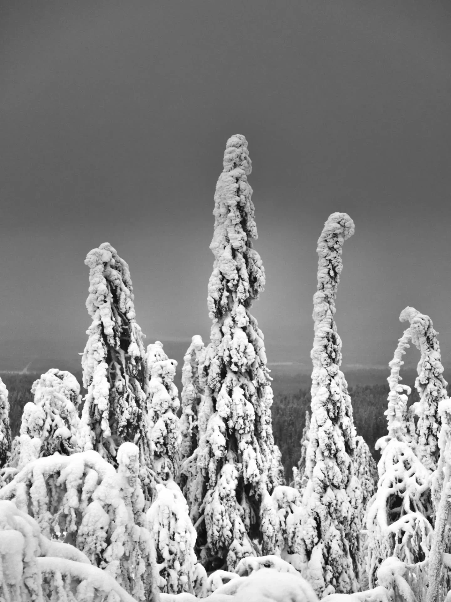 🦋ALE! -50%! KAIKKI  N&Auml;YTTELYTAULUT NYT ALESSA!
🦋Taulujani on useiden Airbnb-kohteiden seinill&auml; Lapissa. Osta omasi!
🦋 Ohessa ensimm&auml;inen kierros.
🦋Taulujen koko 40x60cm (ellei toisin mainita)
🦋Printattu Dibond-levylle ja Hahnem&uu