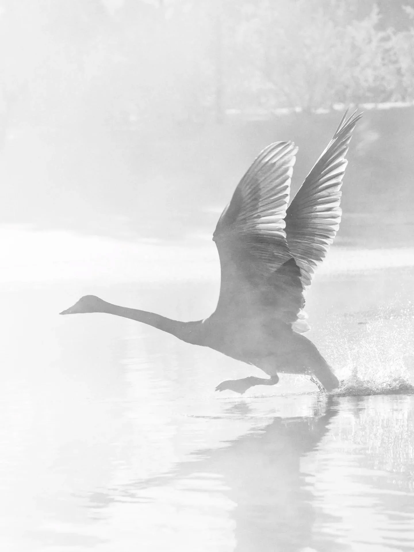 🦋ALE -50%! KAIKKI  N&Auml;YTTELYTAULUT ALENNUKSESSA.
🦋Taulujani on useiden Airbnb-kohteiden seinill&auml; Lapissa. Osta omasi!
🦋 Ohessa ensimm&auml;iset 10 taulua.
🦋Taulujen koko 40x60cm (ellei toisin mainita)
🦋Printattu Dibond-levylle ja Hahnem