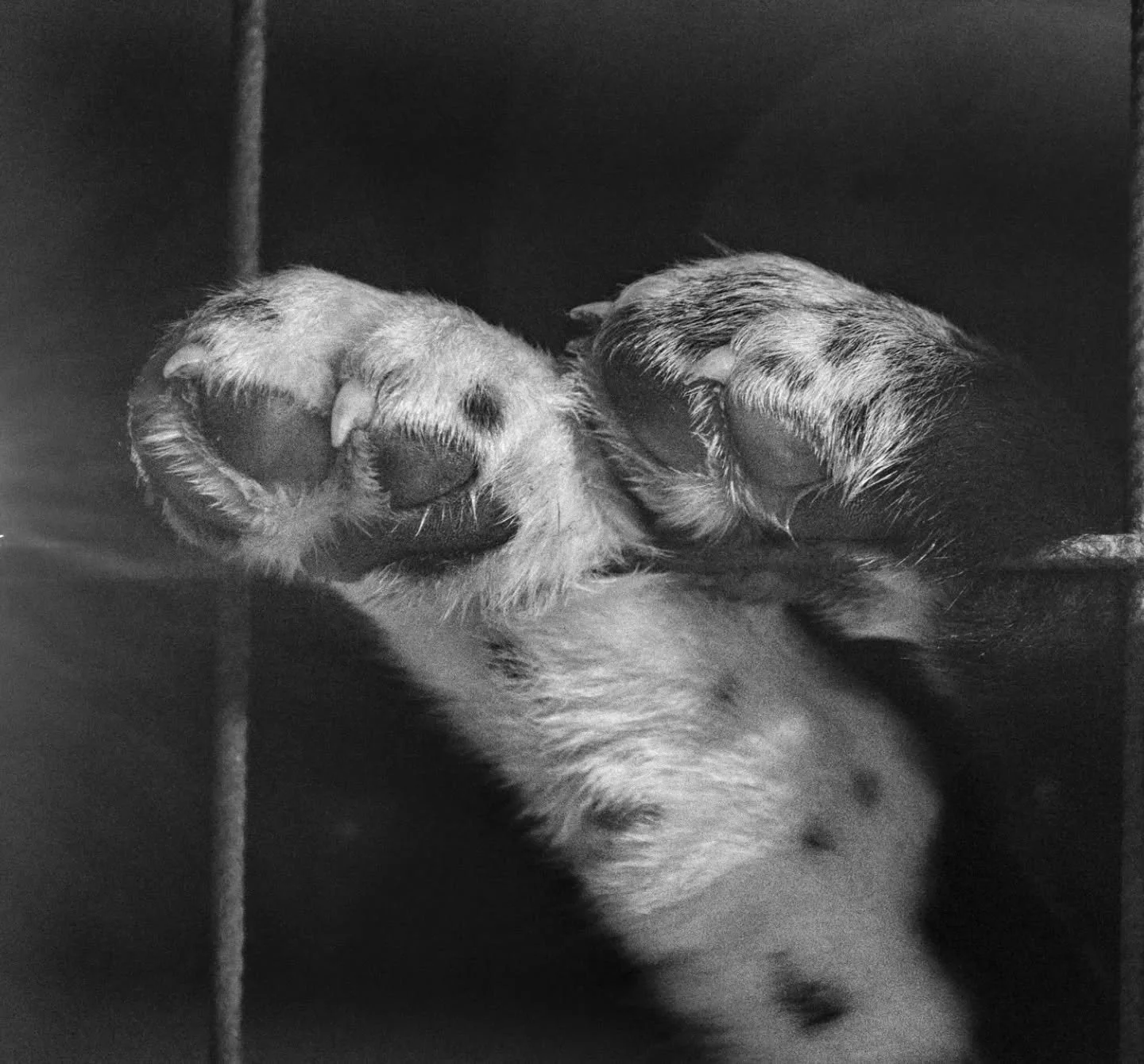 Paw-some Christmas to everyone😊!
.
.
#svalbard #huippuvuoret #spitsbergenartistcenter #bnw_animals
#huskypuppy