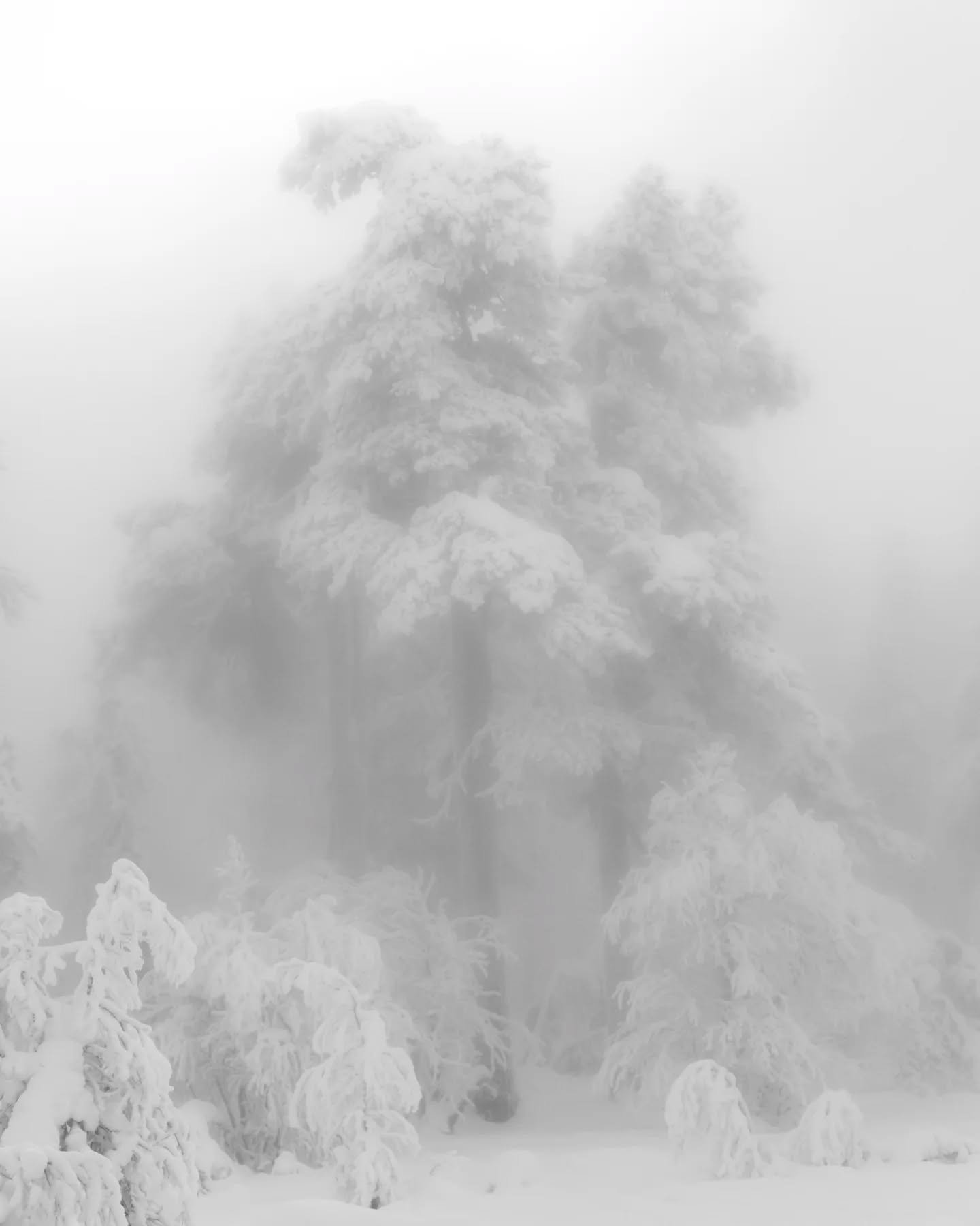 Pakastuneita tammikuun puita.
.
.
.
#maisemakuva #landscapephotography #bnw_mood #suomenluonnonvalokuvaajat #sisustustaulu