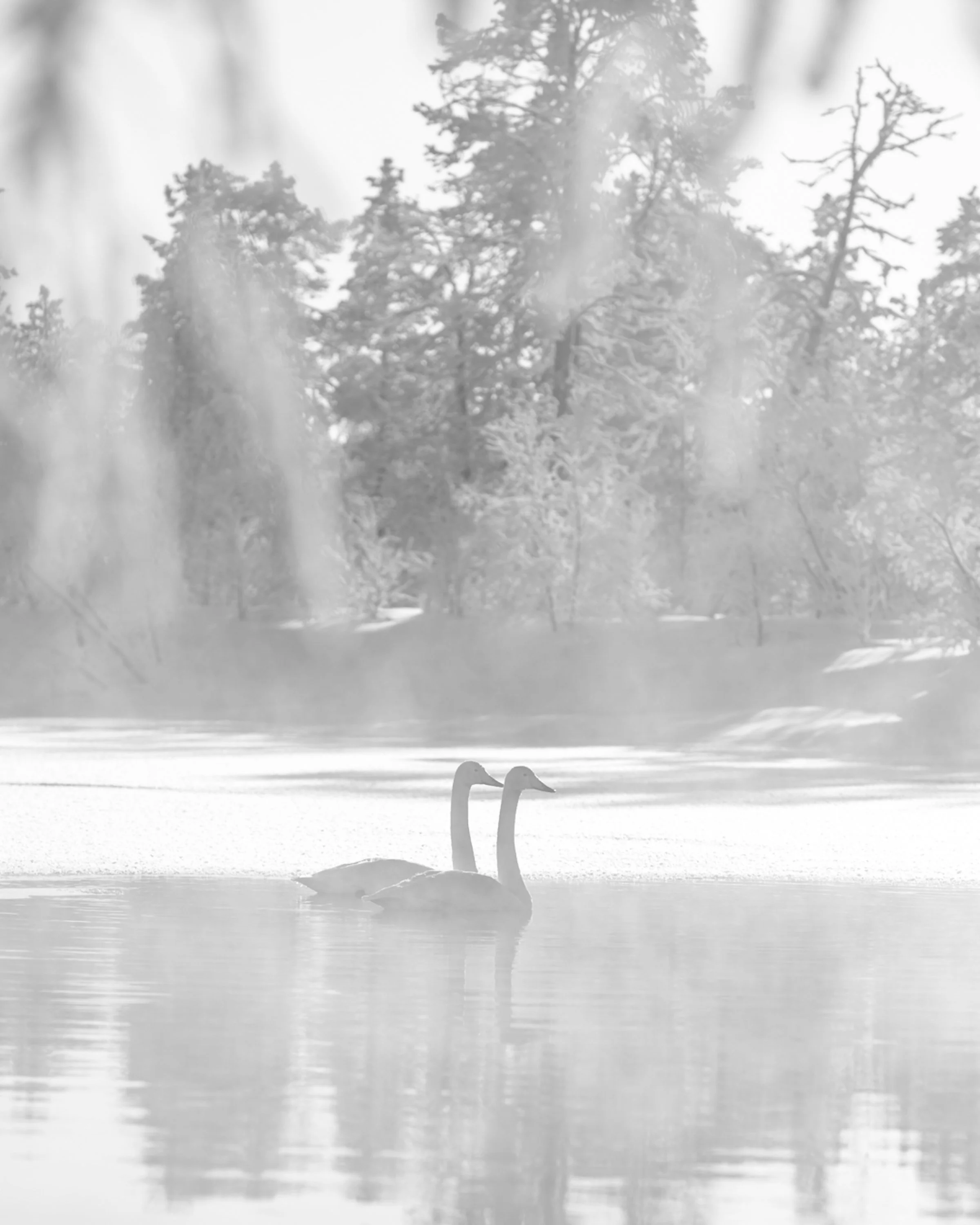 ✨ The swans are migrating south once again, leaving Finland's northern shores behind. 
A resilient few will stay, enduring the long winter and temperatures as low as -35&deg;C. 🤍
#swans #whooperswan #finland #muuttolintu #joutsenet #naturephotograph
