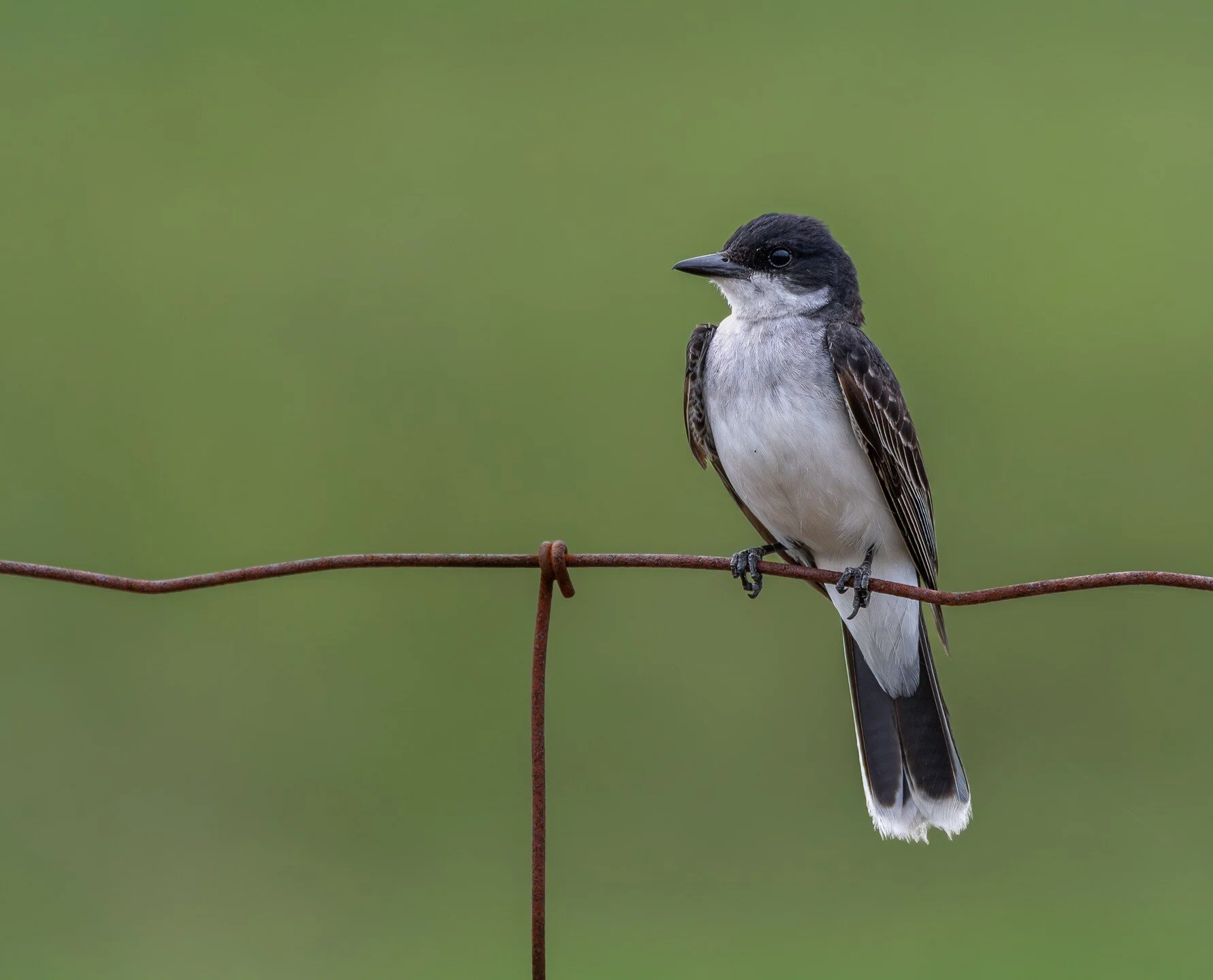 Yep, I still take pictures. I just keep putting off editing them 😅

Eastern Kingbird

Nikon D500 with Sigma 150-600c
1/1600, f6.3, ISO 450, 600mm
.
.
.
#birds #birding #birdingphotography #nikon #sigmalens #ontario_birding_ #raw_birds #ontario #cana