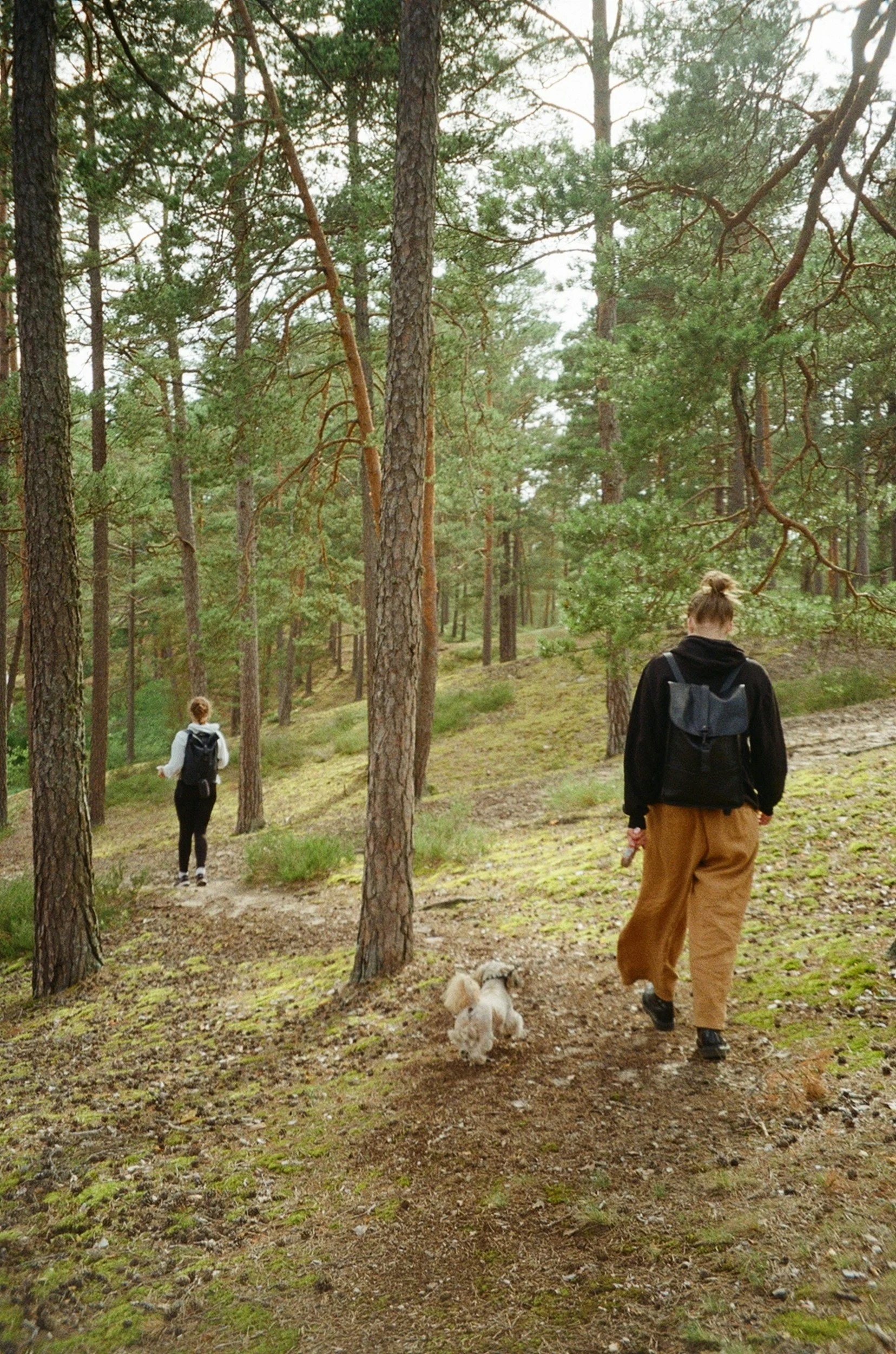 People with a dog walking in a forest