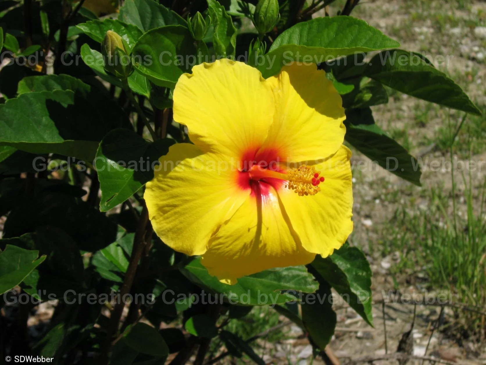 sunshine yellow hibiscus bloom with a bright red center and a red stigma
