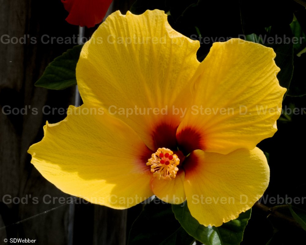Golden hibiscus bloom with an irregular shape sports a burgundy center