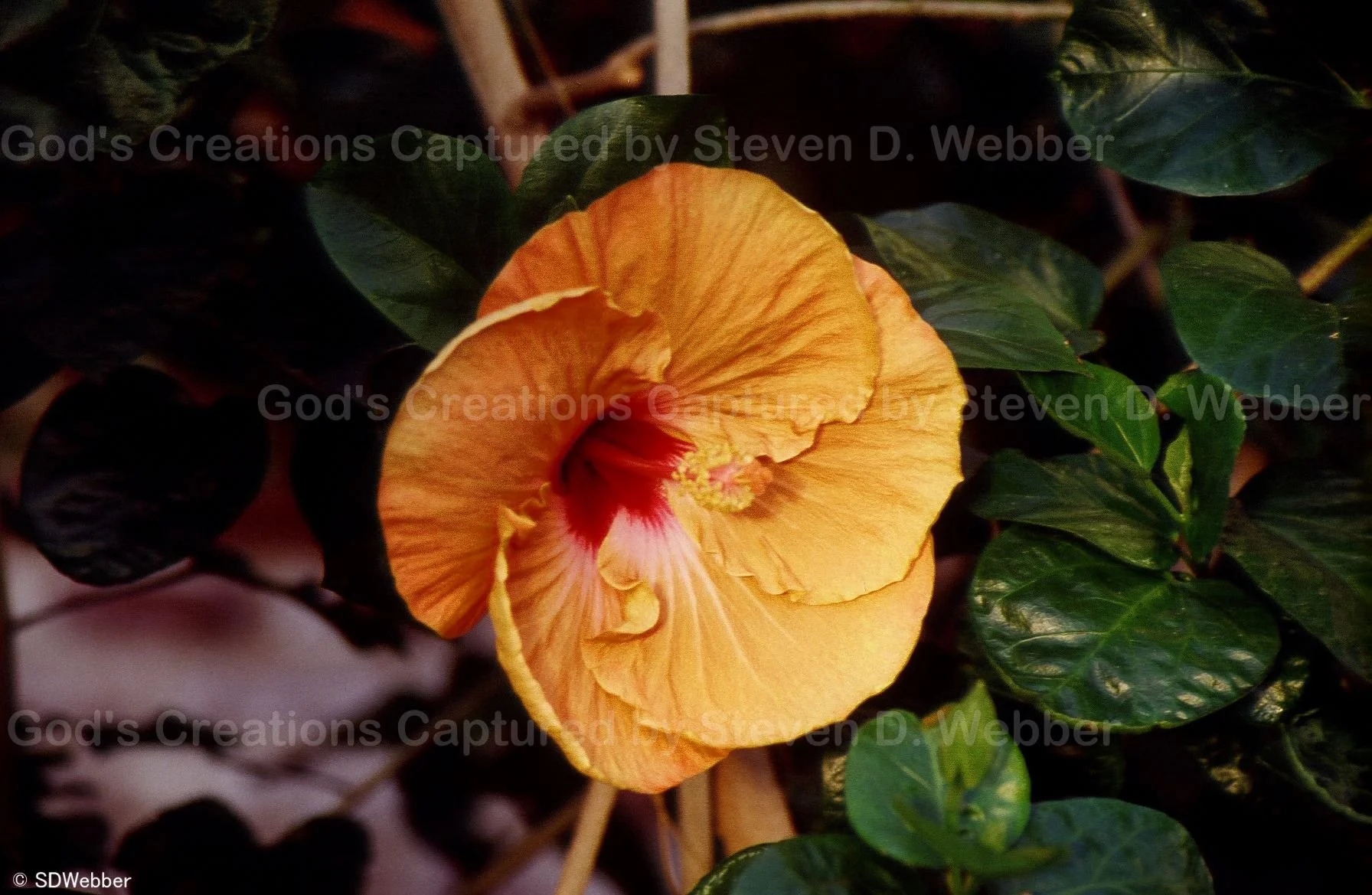 Pale orange Hibiscus bloom with a deep red center with white highlights