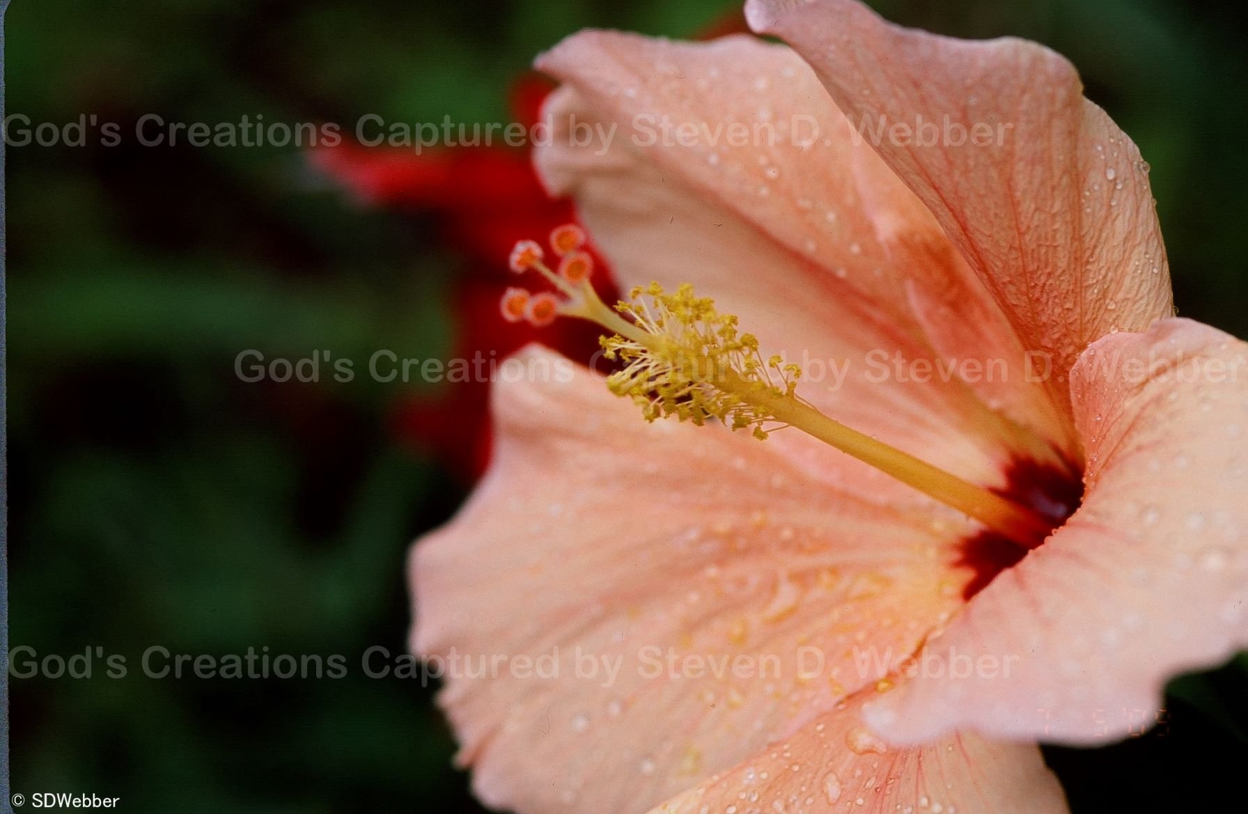 Pale salmon hibiscus bloom with a deep red center and stigma