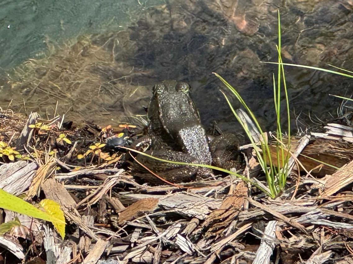 Frog