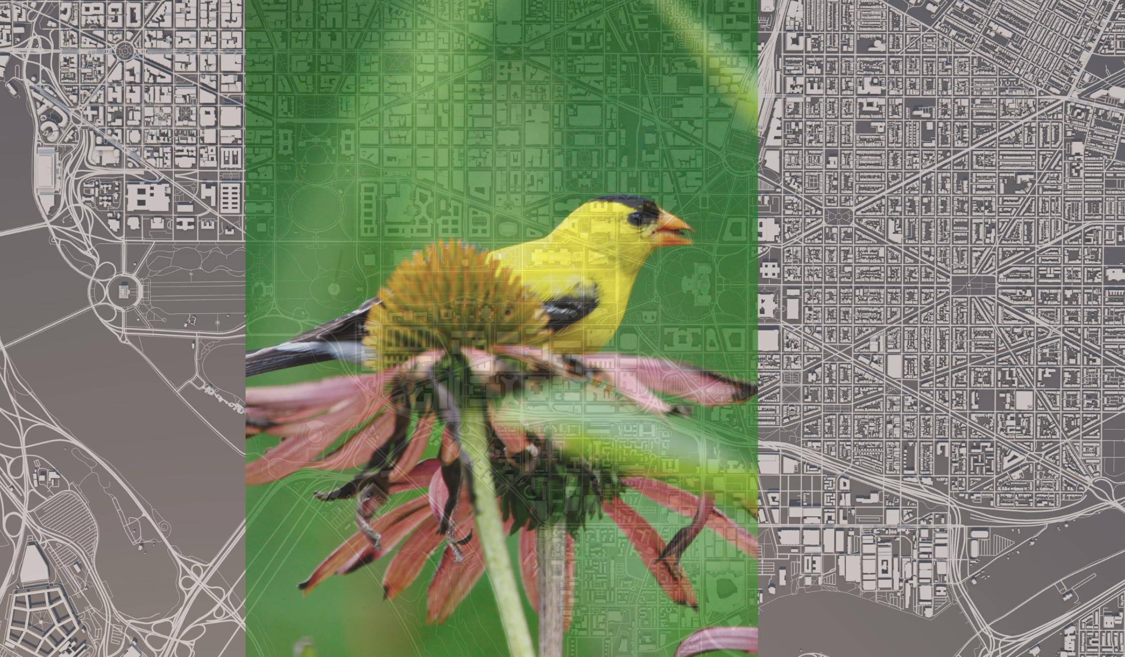 March Challenge: Provide Habitat - Plant Native Plants and Leave the Leaves