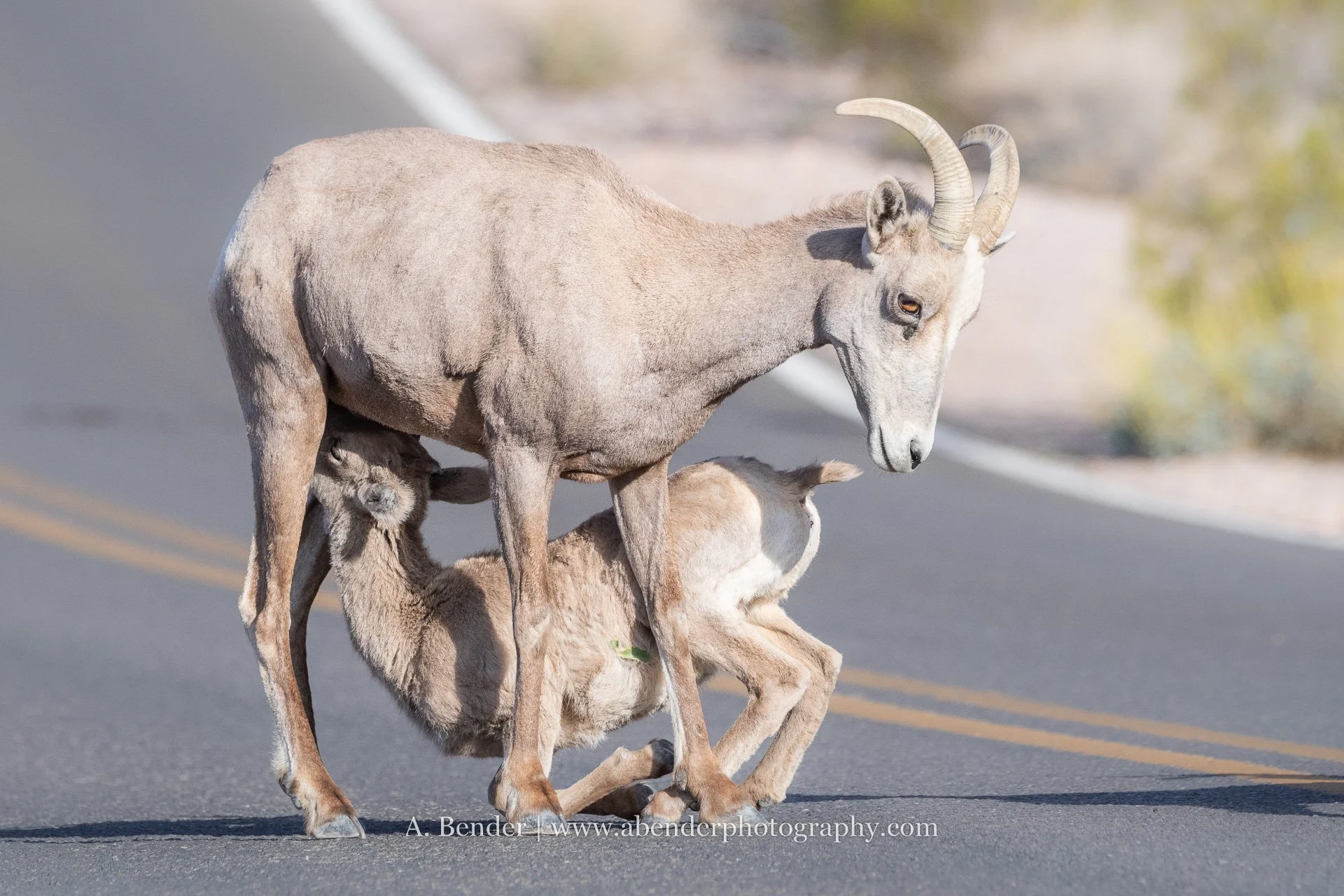 A desert bighorn sheep ewe nurses her lamb in the middle of a state park road. Thankfully, as a park road and not a highway, drivers are typically using slower speeds and are more aware.