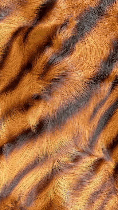 Untitled-4.gif